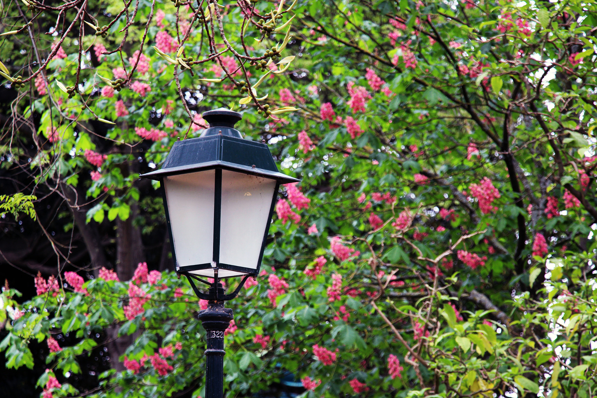 Canon EF-S 18-135mm F3.5-5.6 IS STM sample photo. Jardim da estrela photography
