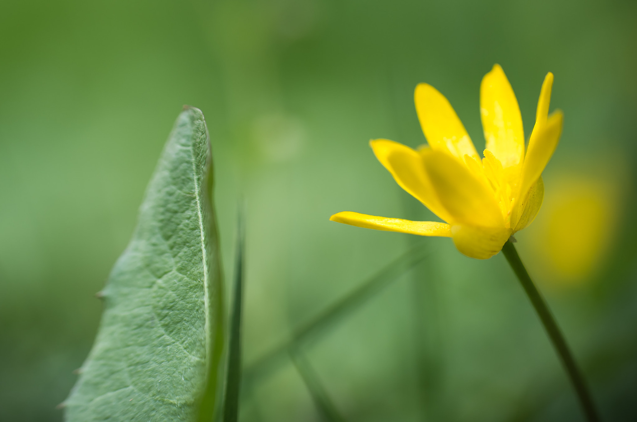 Pentax K-50 sample photo. Lonely yellow flower photography