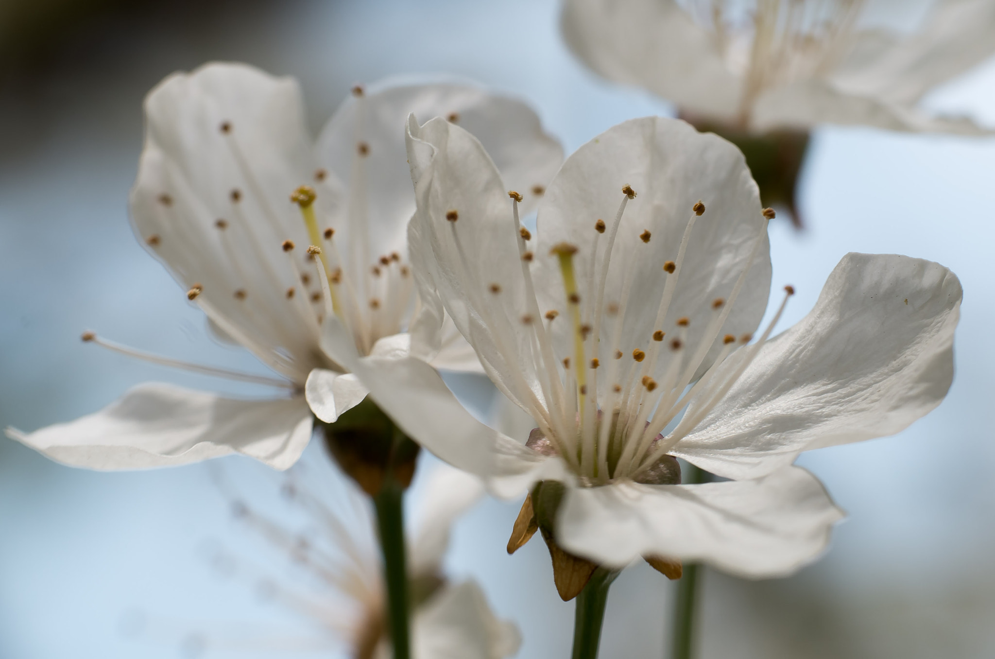 Pentax K-50 sample photo. Cherry blossom photography