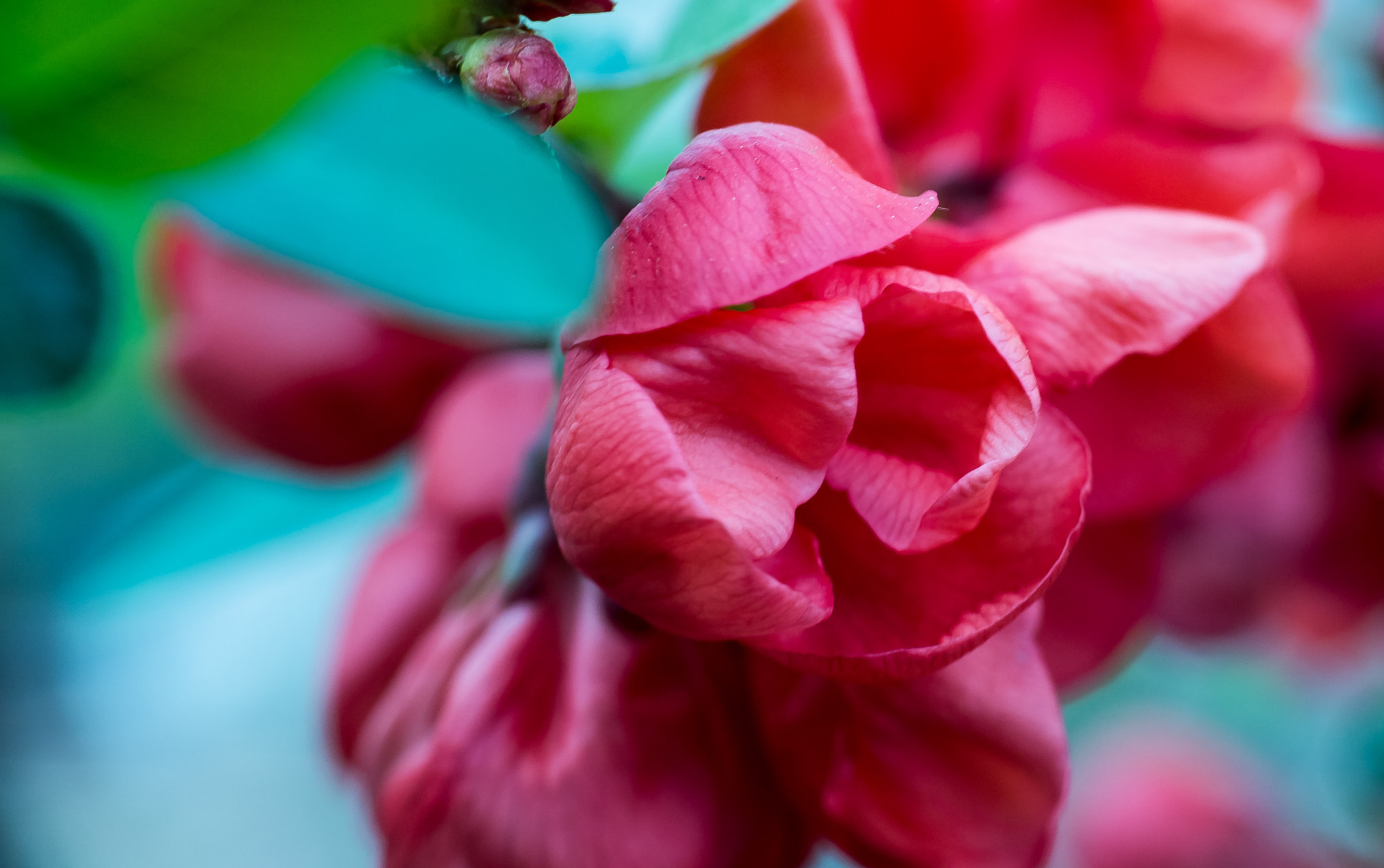 Pentax K-50 + Sigma 50mm F1.4 EX DG HSM sample photo. Quince blossom photography