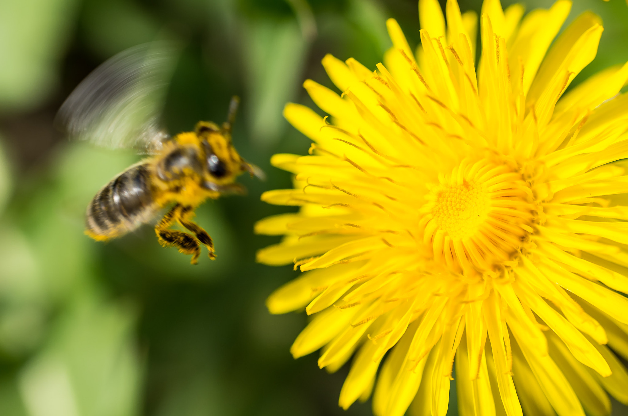 Pentax K-50 + Sigma 50mm F1.4 EX DG HSM sample photo. Bee photography