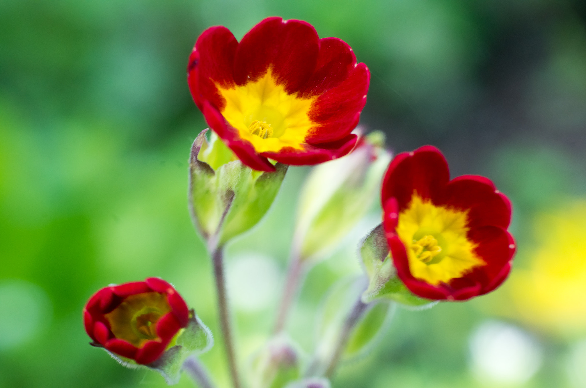 Pentax K-50 sample photo. Spring flower photography