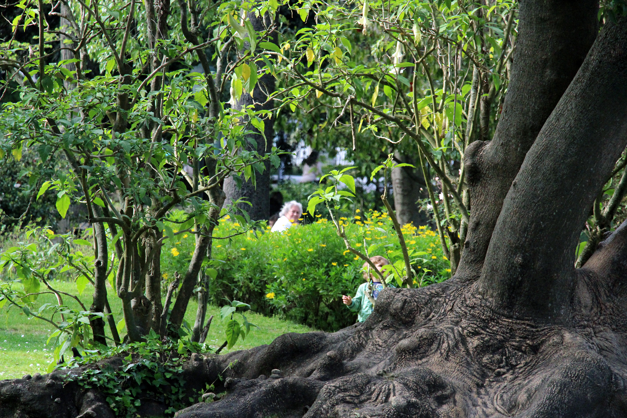 Canon EF-S 18-135mm F3.5-5.6 IS STM sample photo. Jardim da estrela photography