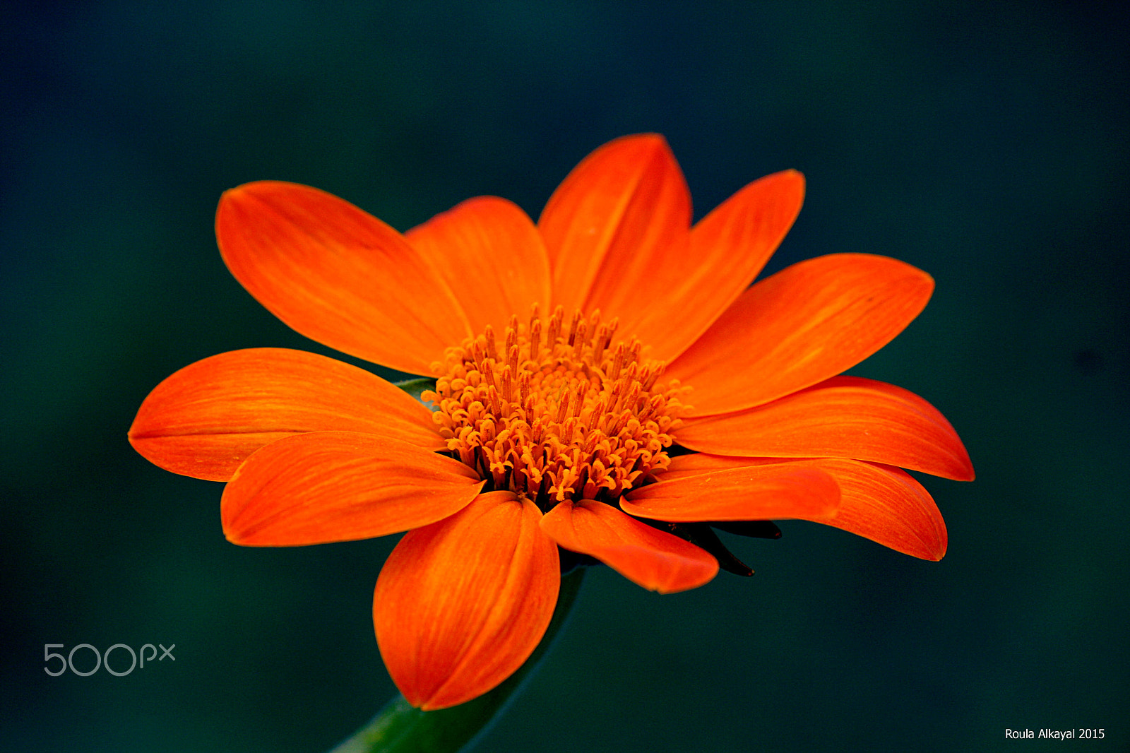 Canon EOS 400D (EOS Digital Rebel XTi / EOS Kiss Digital X) sample photo. Orange flower photography