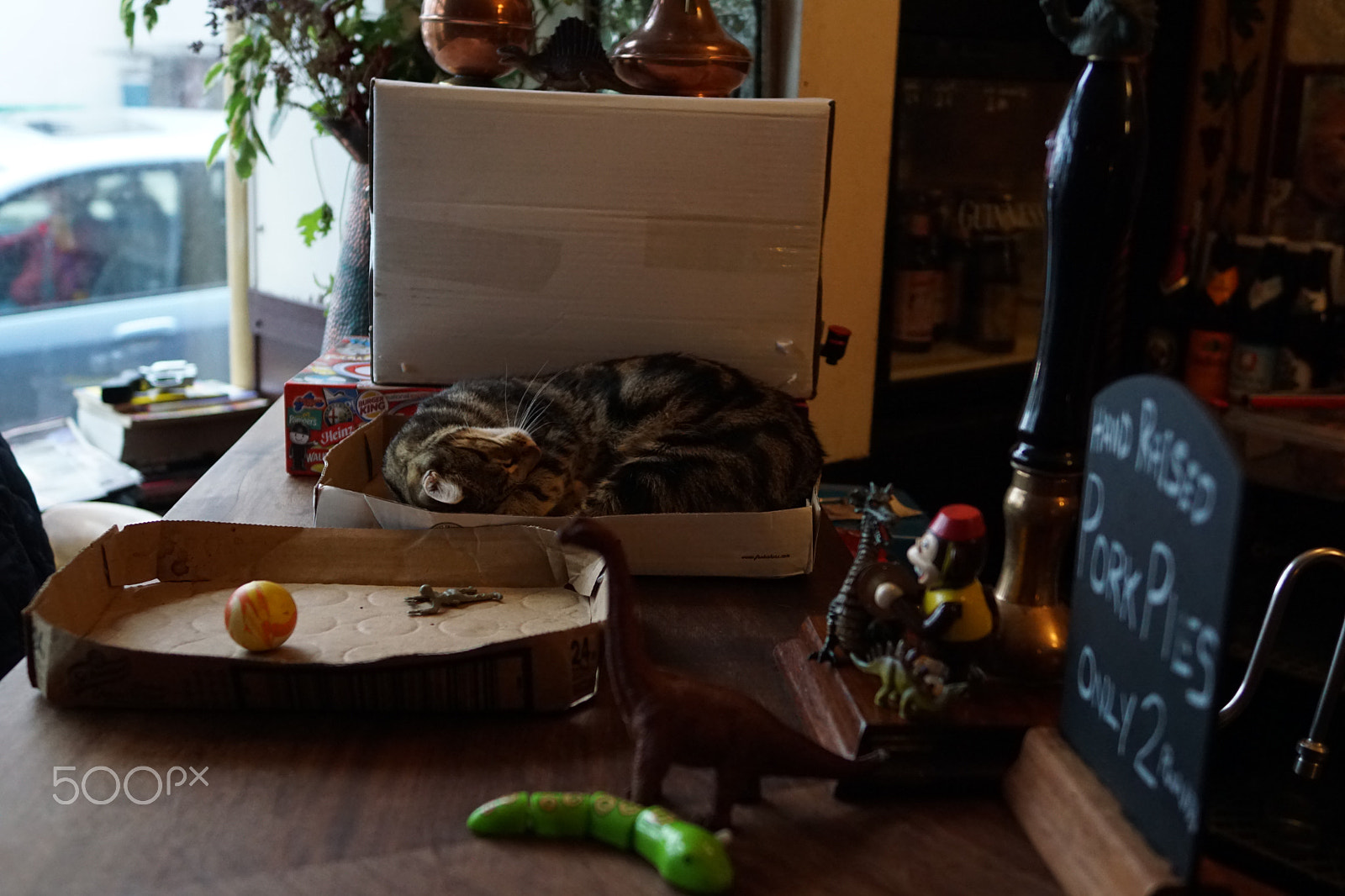 Sony ILCA-77M2 sample photo. Cat pub in bristol photography