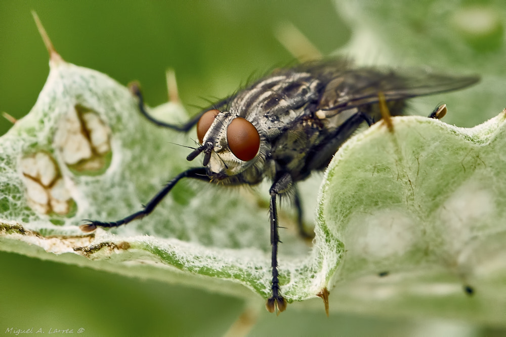 Sony ILCA-77M2 sample photo. Housefly photography