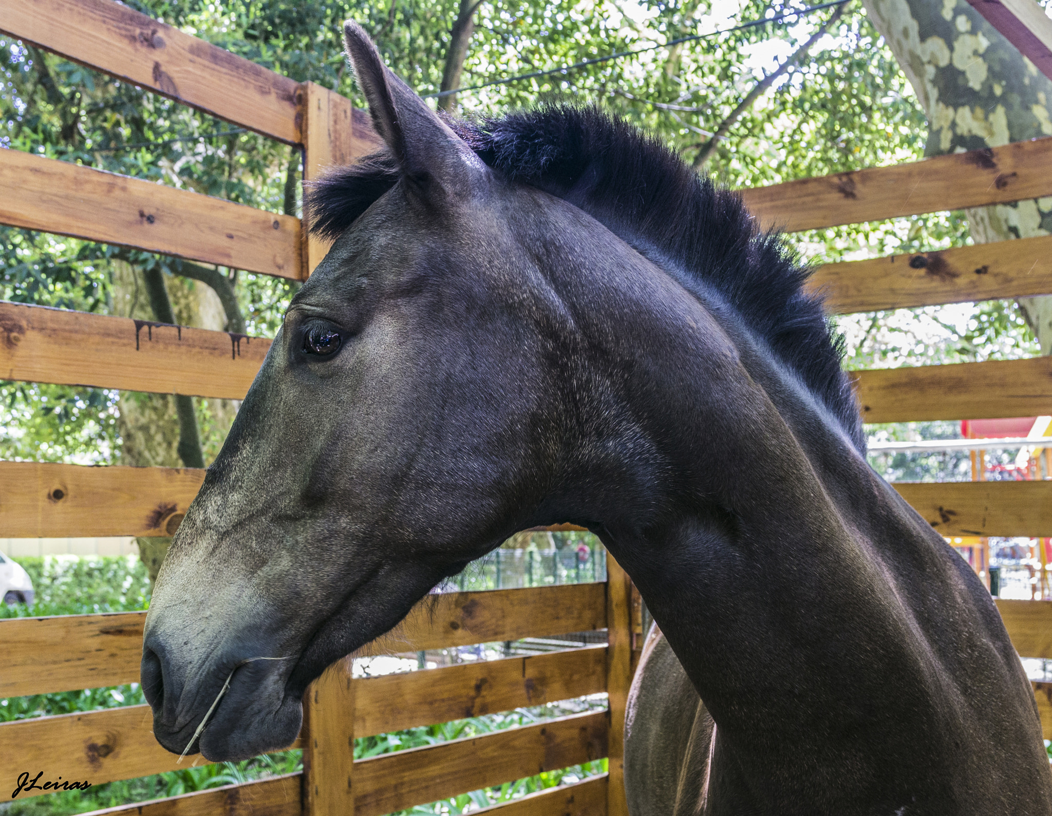 Sigma 17-70mm F2.8-4 DC Macro OS HSM sample photo. Lusitano horse photography