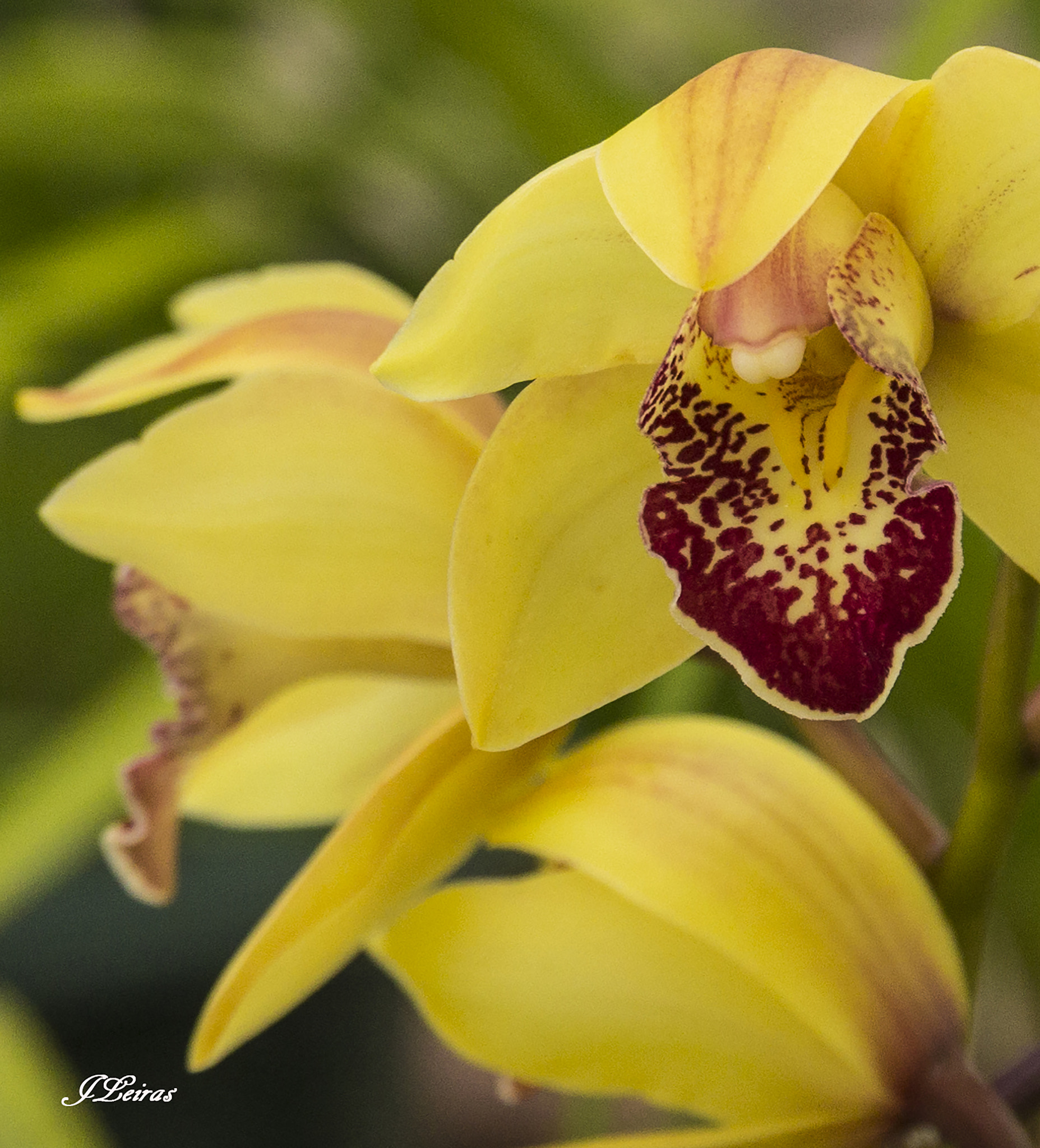 Sigma 17-70mm F2.8-4 DC Macro OS HSM sample photo. Yellow orquidea photography