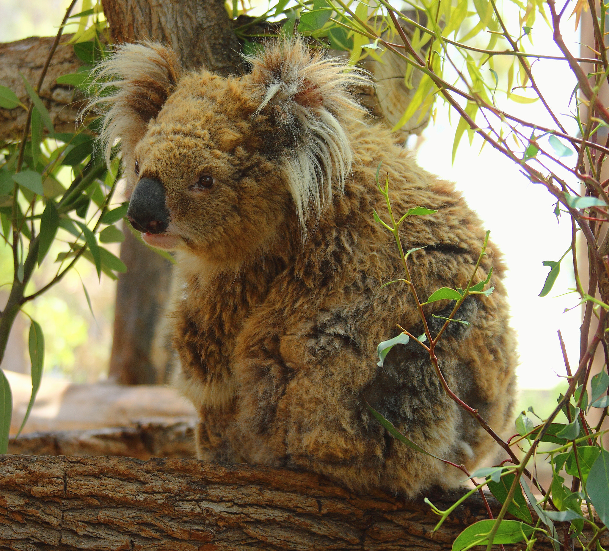 Canon EOS 600D (Rebel EOS T3i / EOS Kiss X5) sample photo. Koala photography