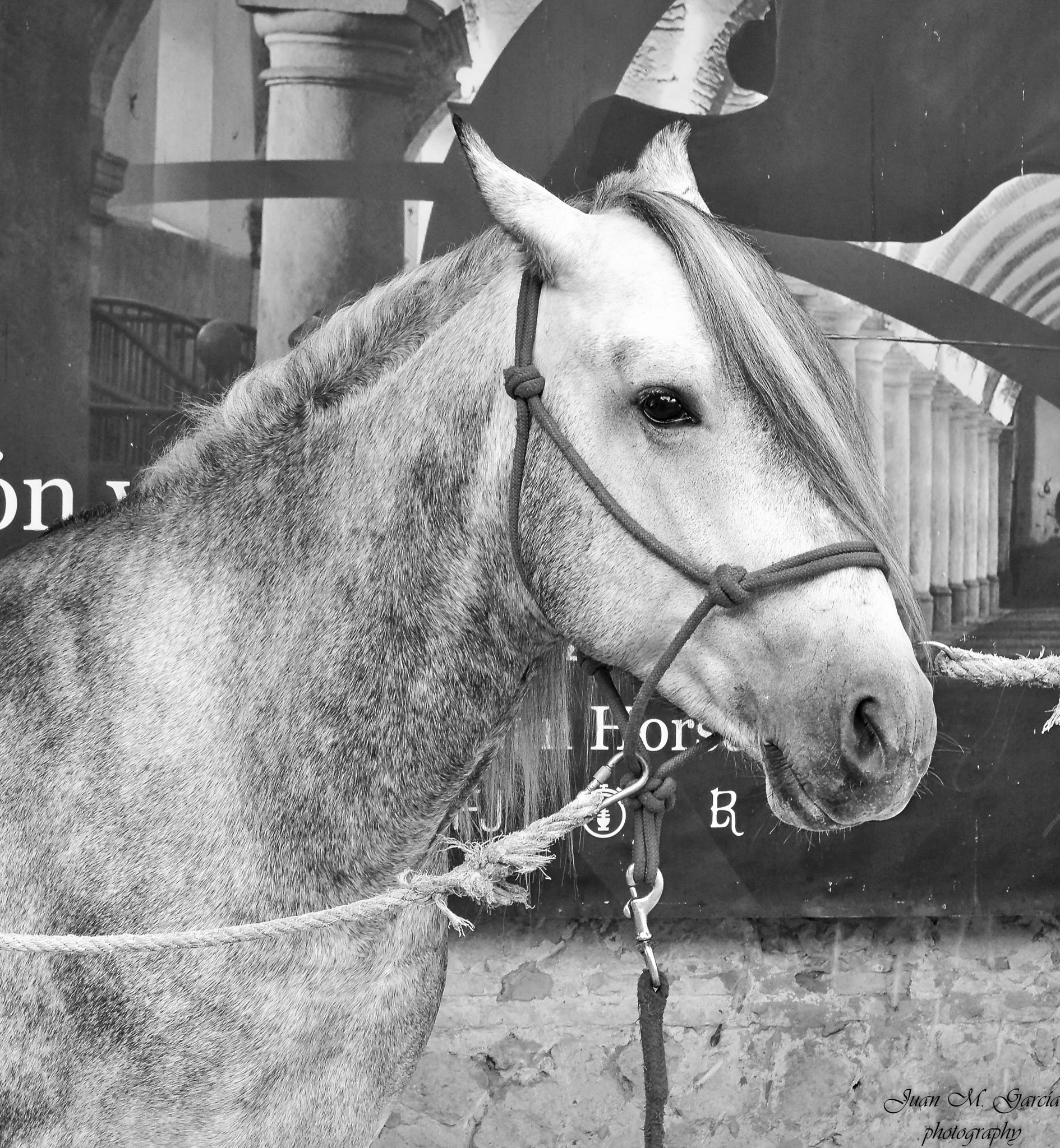 Kodak EASYSHARE Z950 DIGITAL CAMERA sample photo. Caballo cordobés photography