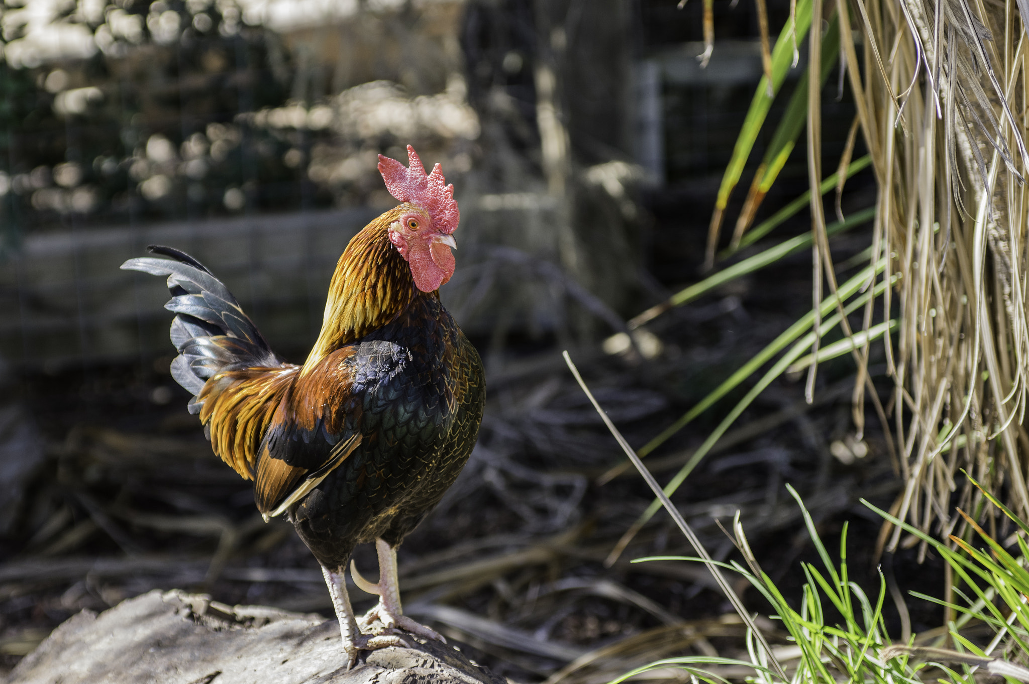 Pentax smc DA* 50-135mm F2.8 ED (IF) SDM sample photo. Rooster photography