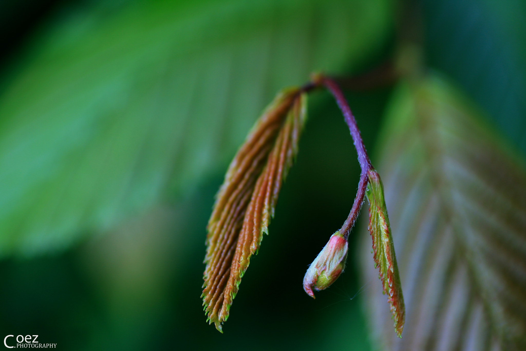 Canon EF 50mm F2.5 Macro sample photo. Derails #2 photography