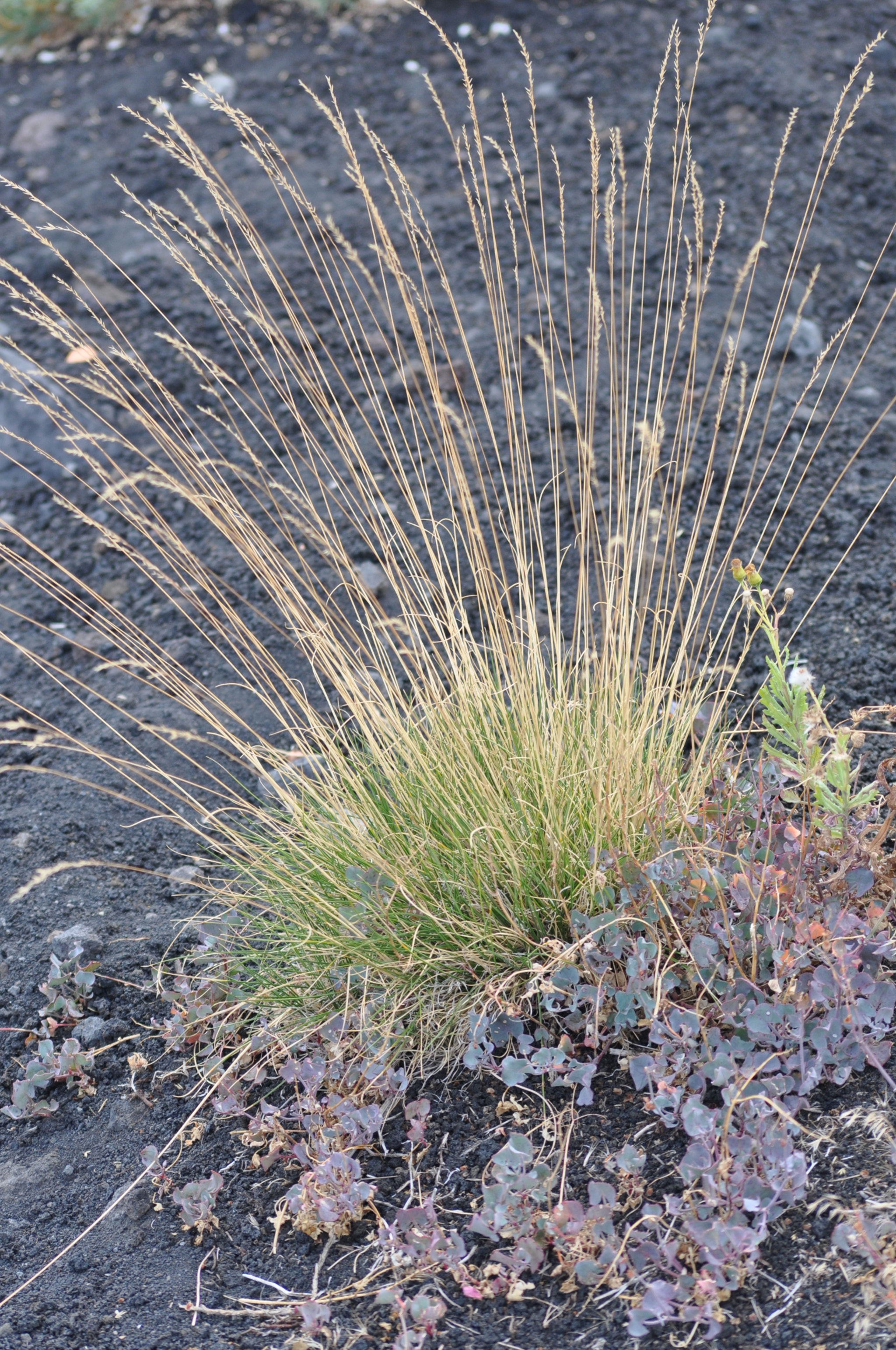 AF Nikkor 70-210mm f/4-5.6D sample photo. Black and natural colors photography