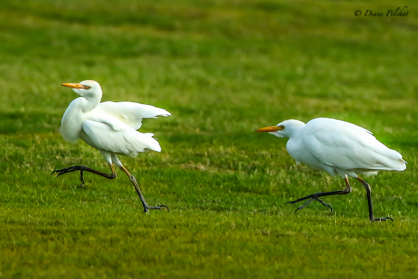 Canon EF 300mm F2.8L IS II USM sample photo. Cattle egret adult nonbreeding photography