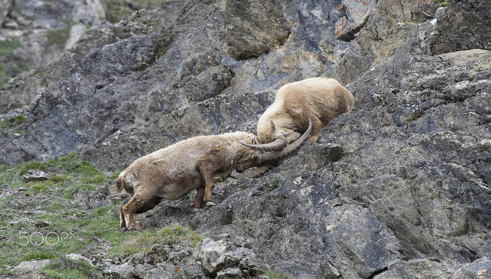 Nikon AF-S Nikkor 300mm F4D ED-IF sample photo. Who pushes more wins ... photography