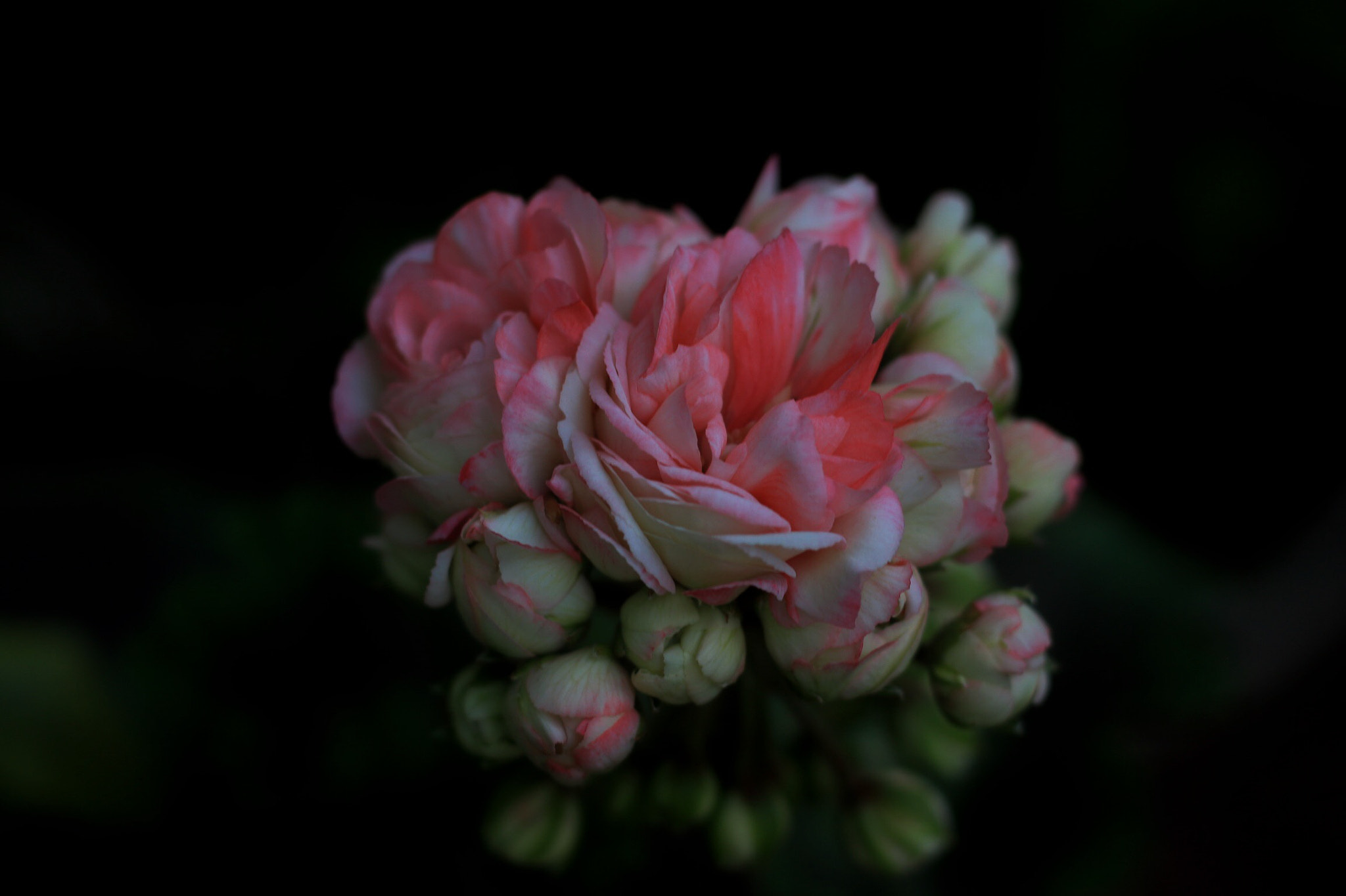 Canon EOS M + Canon EF 50mm F1.8 STM sample photo