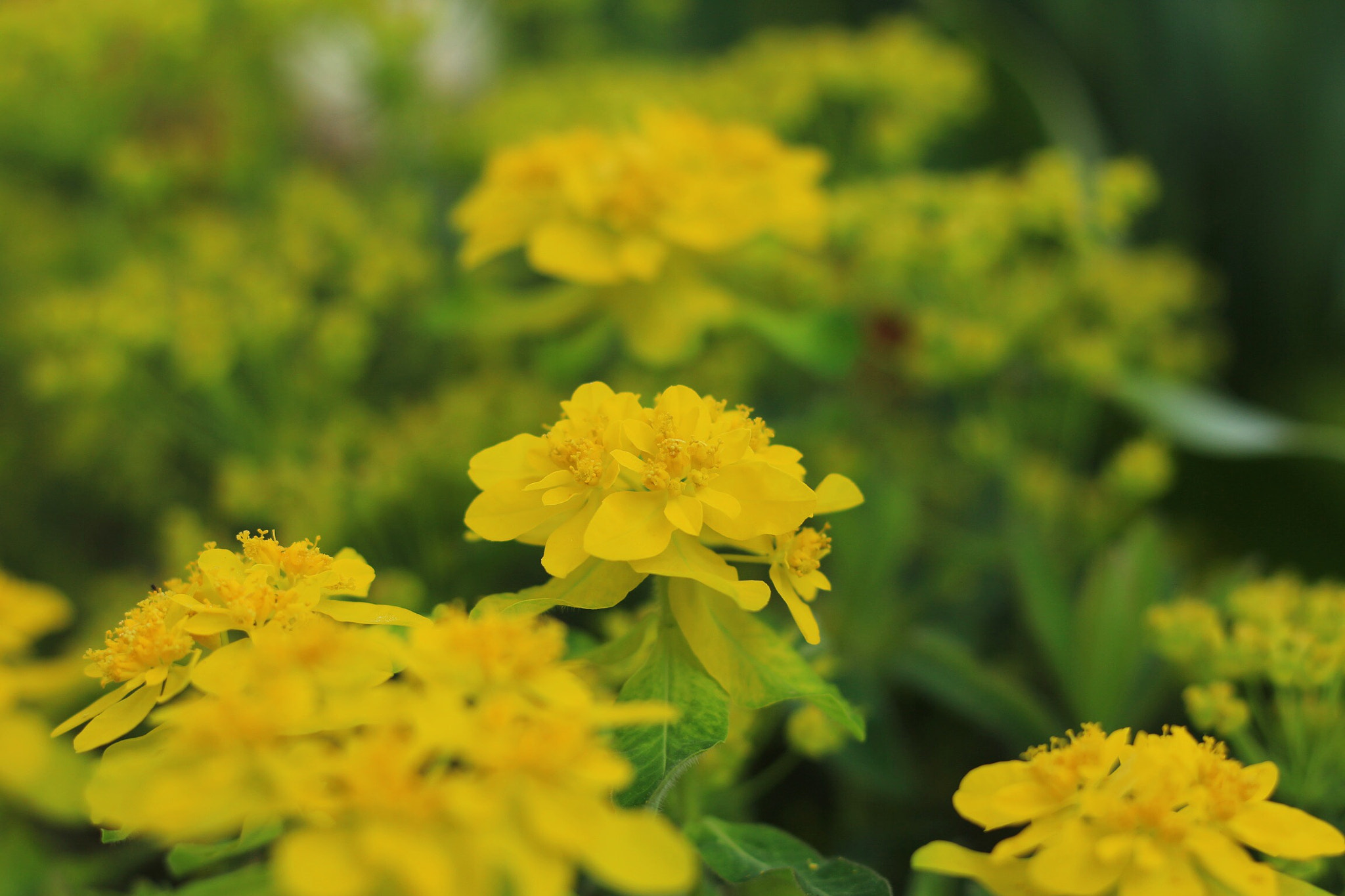 Canon EOS M + Canon EF 50mm F1.8 STM sample photo