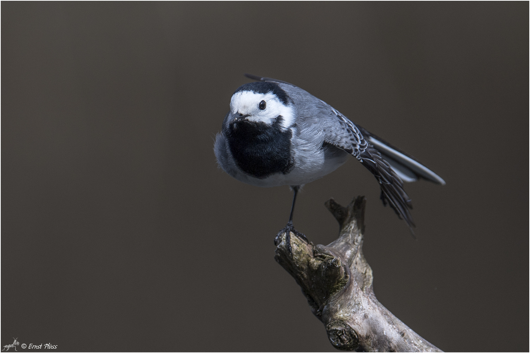 Nikon D5 sample photo. Acrobatic bird photography