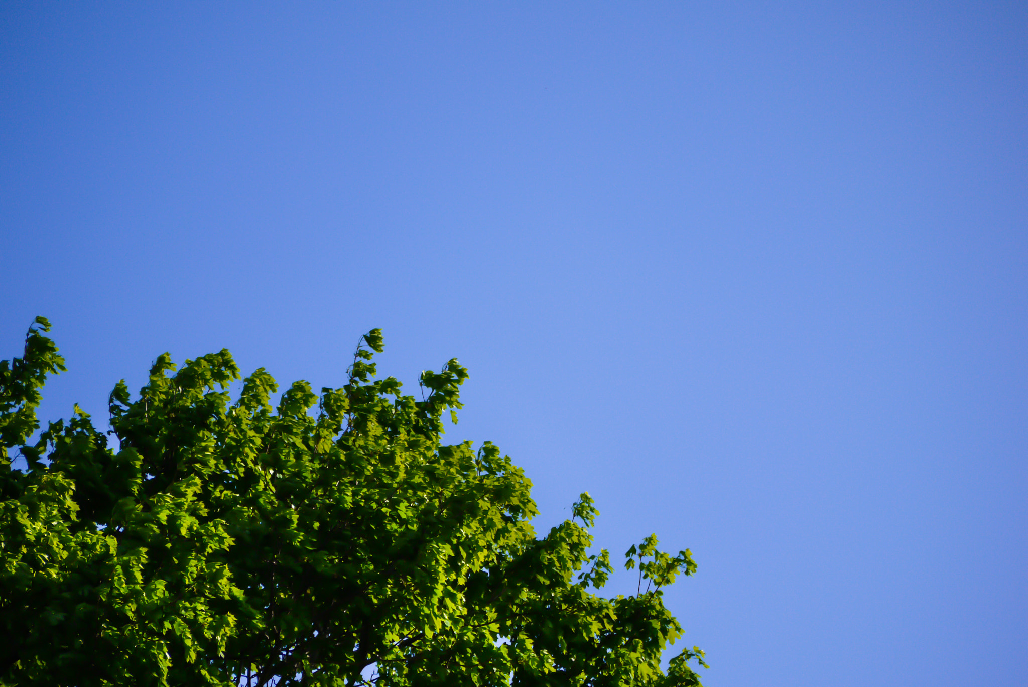 Panasonic Lumix G Vario 45-200mm F4-5.6 OIS sample photo. Treesky photography