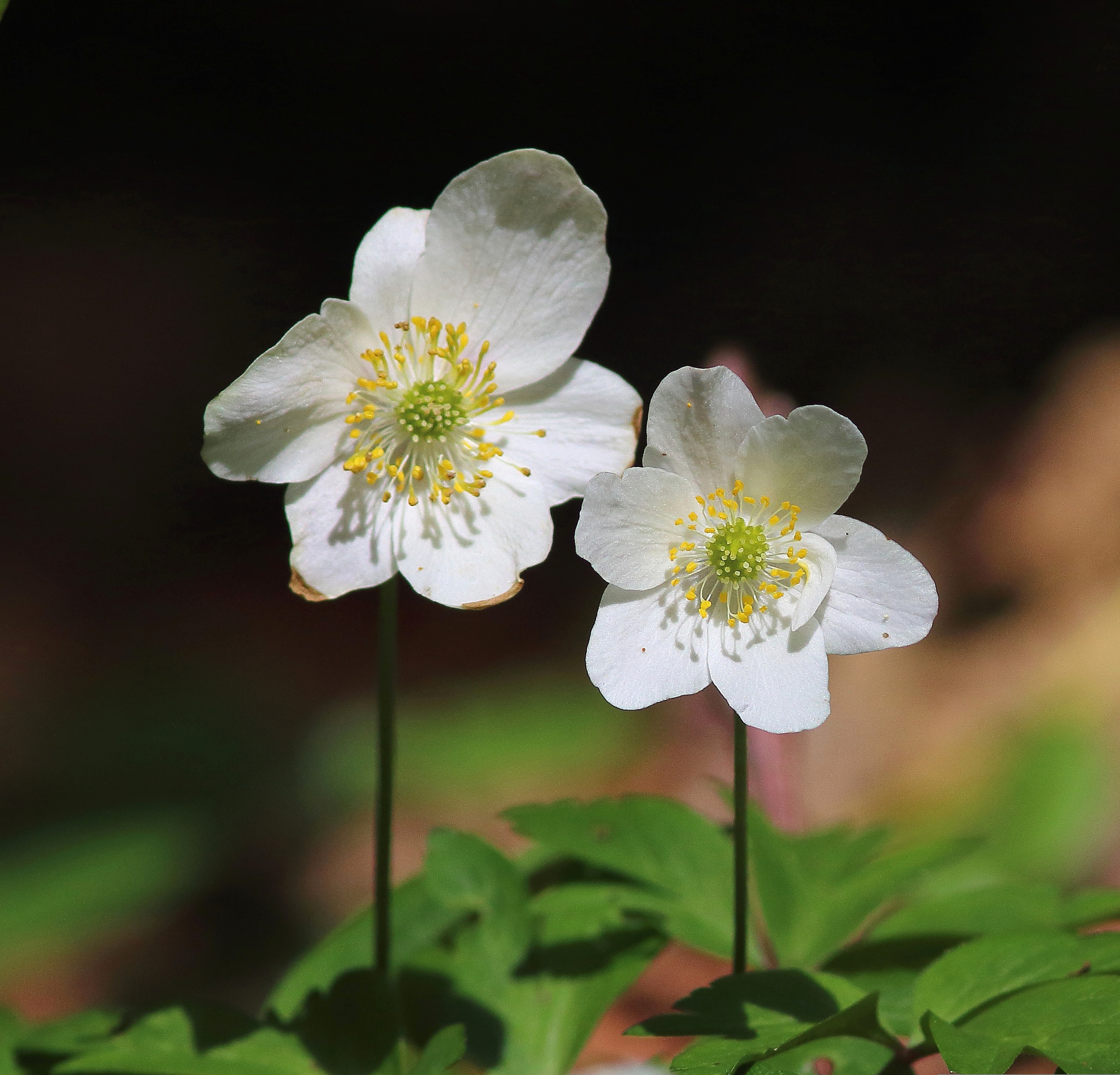 Canon EF 300mm F4L IS USM sample photo. Springtime in the woodland. photography