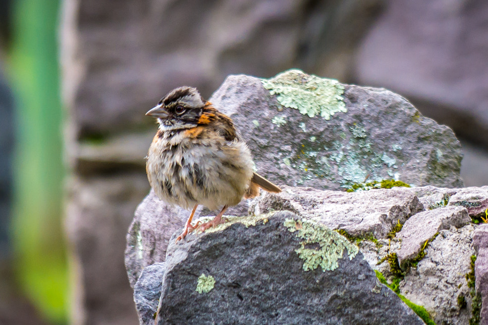 Samsung NX300 + Samsung NX 50-200mm F4-5.6 ED OIS sample photo. Bird 1 photography
