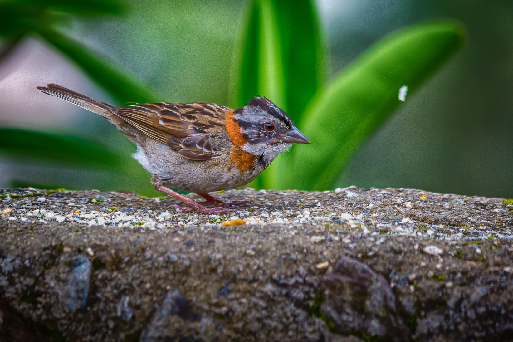 Samsung NX300 + Samsung NX 50-200mm F4-5.6 ED OIS sample photo. Bird 2 photography
