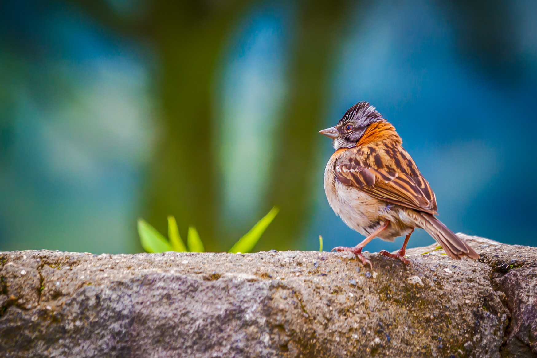 Samsung NX300 + Samsung NX 50-200mm F4-5.6 ED OIS sample photo. Bird 3 photography