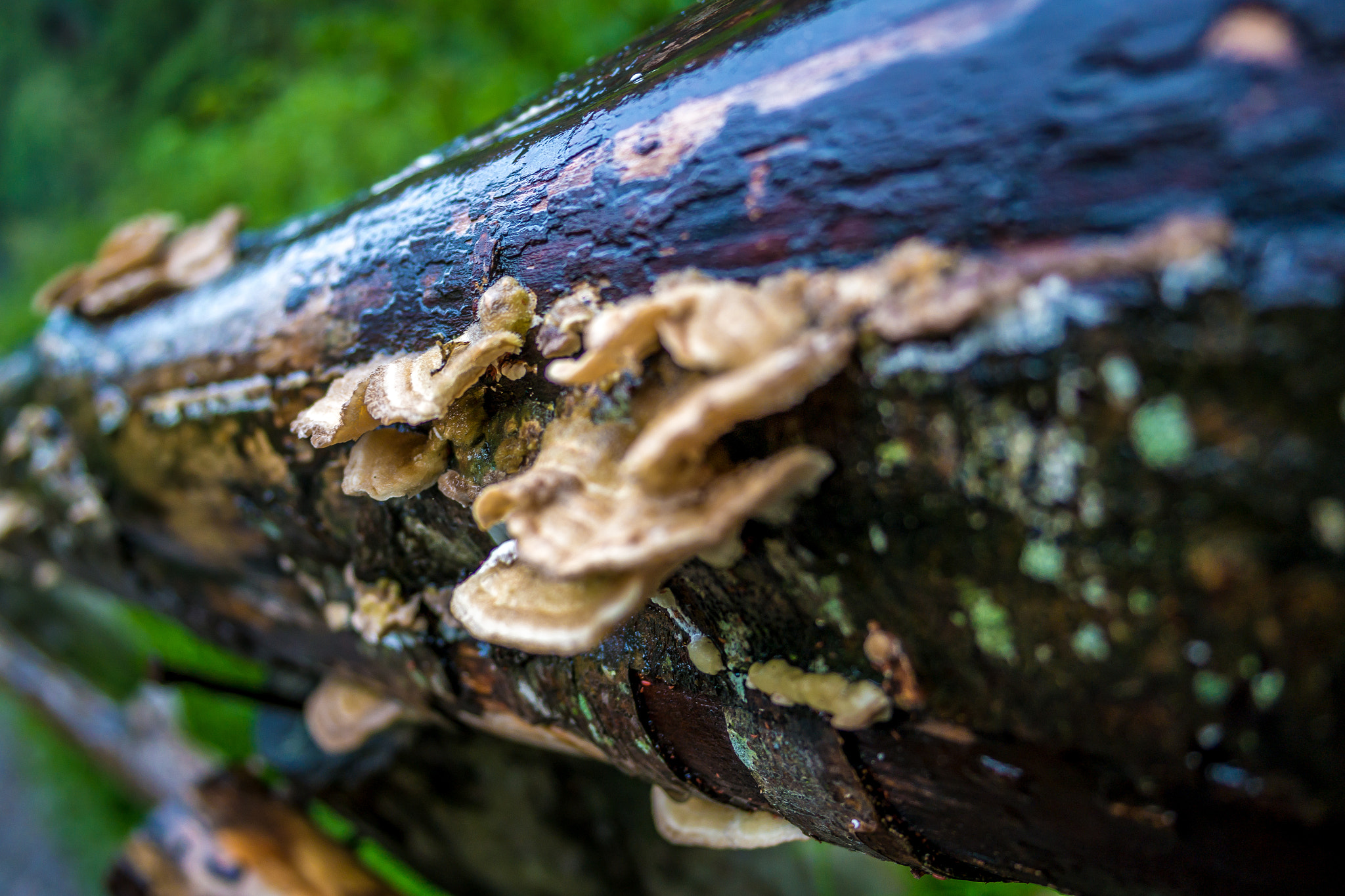 Samsung NX300 + Samsung NX 20-50mm F3.5-5.6 ED sample photo. Bark macro photography