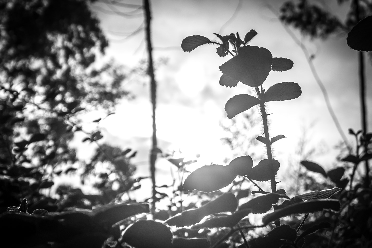 Samsung NX300 + Samsung NX 20-50mm F3.5-5.6 ED sample photo. Contrast photography