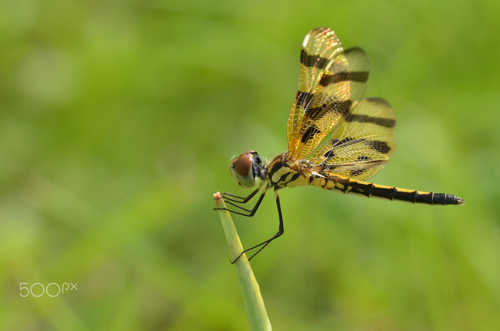 Tamron SP AF 180mm F3.5 Di LD (IF) Macro sample photo. Dragonfly.. photography