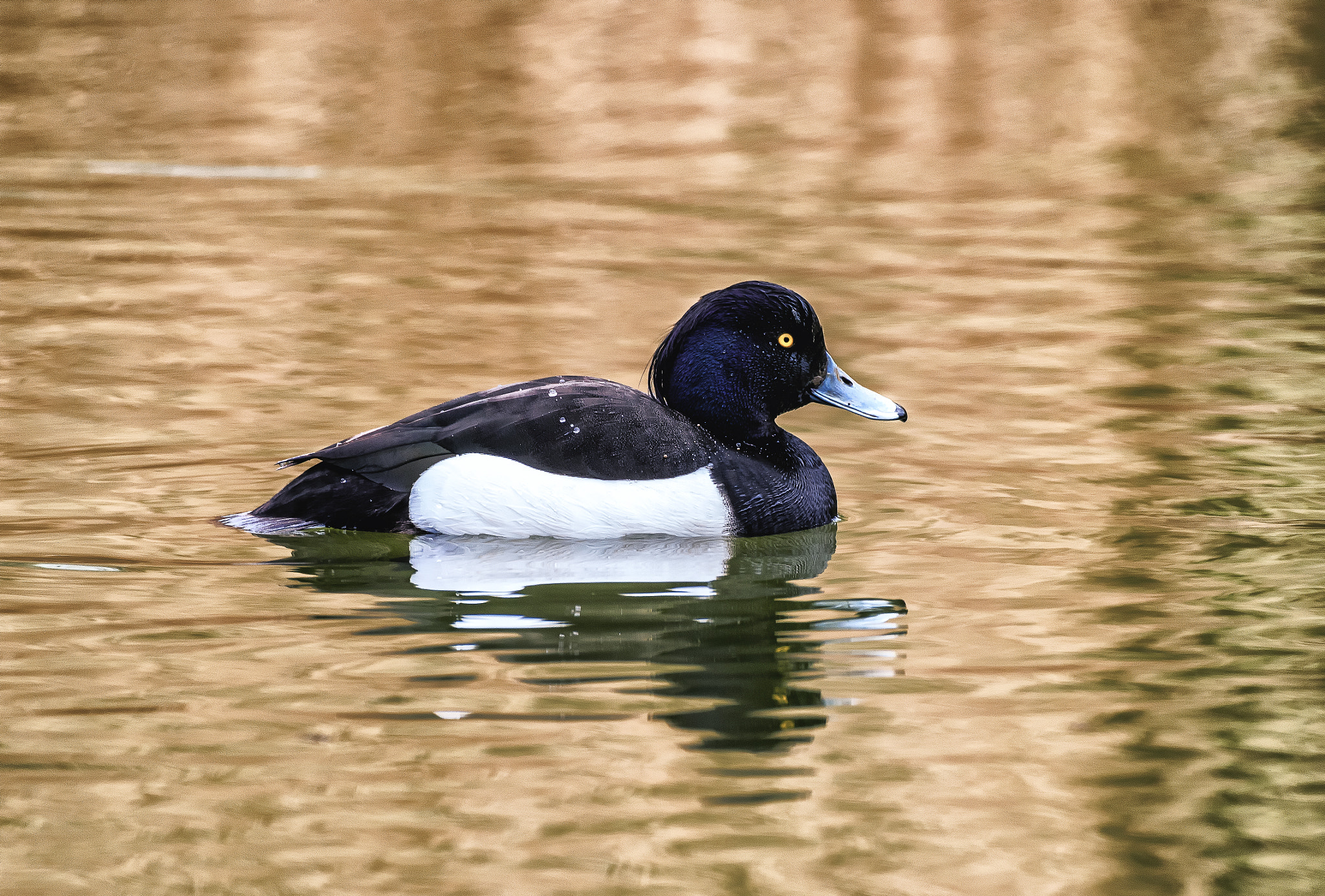 Pentax K-S1 + Sigma sample photo. Tufted duck photography