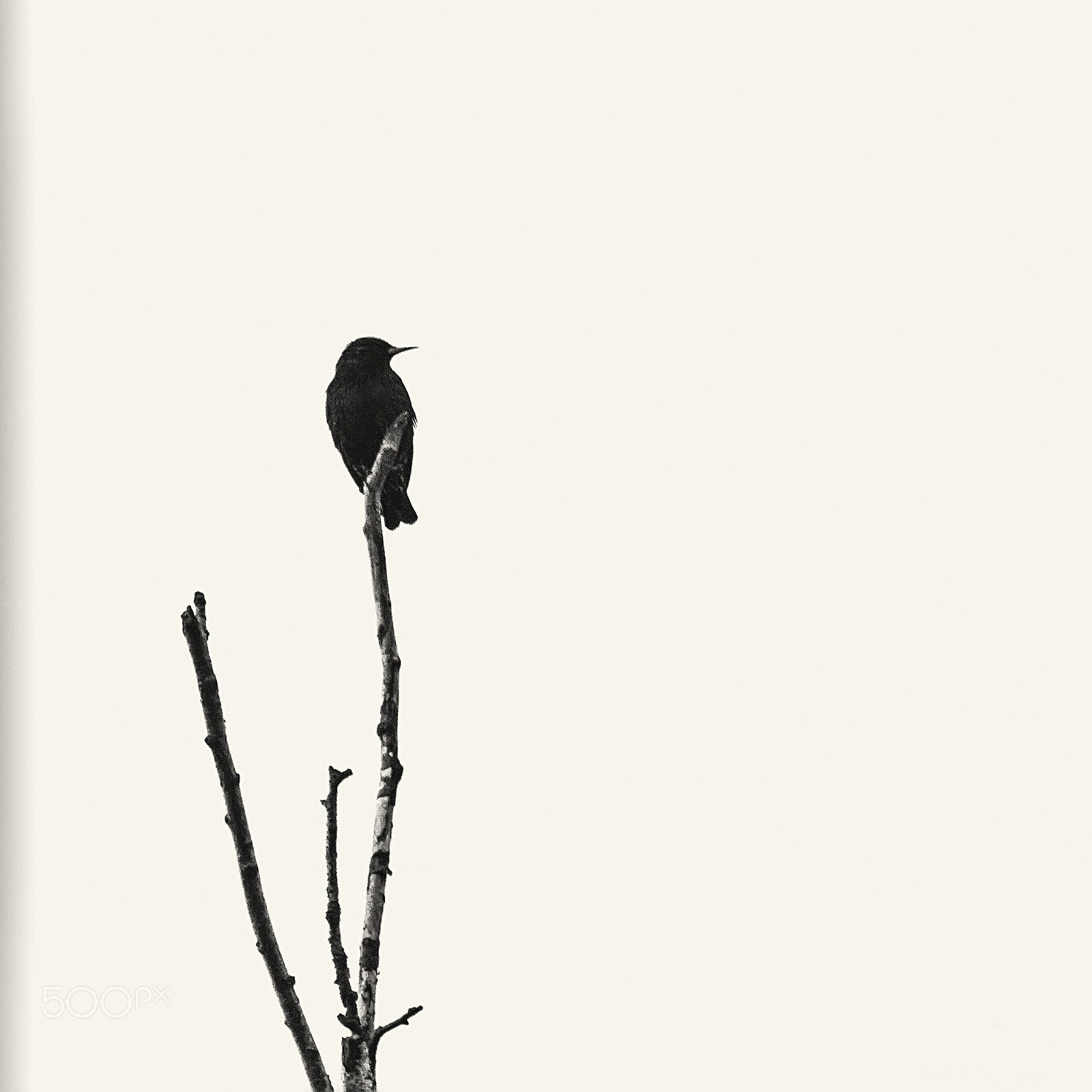 Canon EF 28-80mm f/3.5-5.6 sample photo. Spring minimalism - black bird on a white background photography