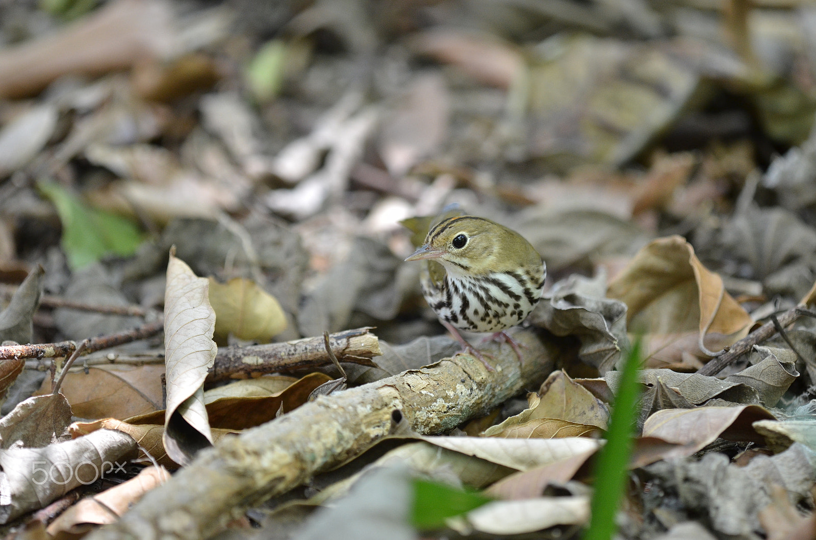 Tamron SP AF 180mm F3.5 Di LD (IF) Macro sample photo. Who's there.. photography