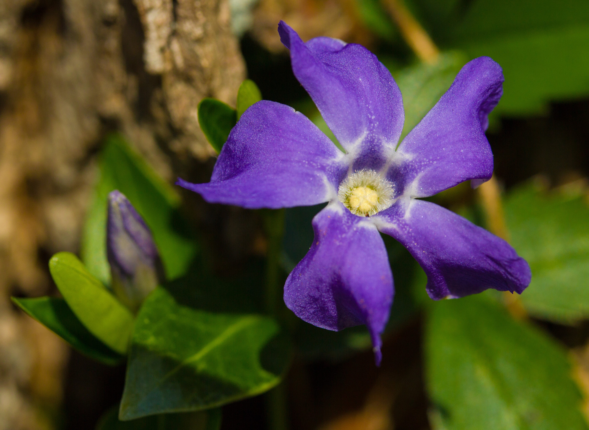 Canon EF-S 60mm F2.8 Macro USM sample photo. Popped periwinkle photography