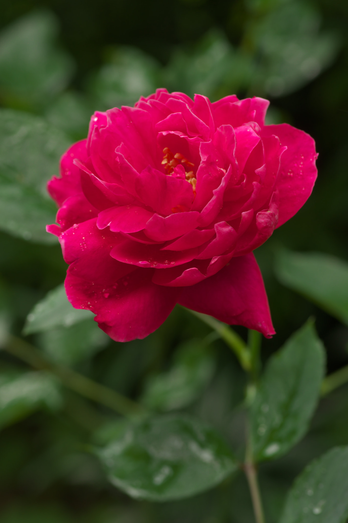 Pentax smc D-FA 100mm F2.8 Macro WR sample photo. Red photography