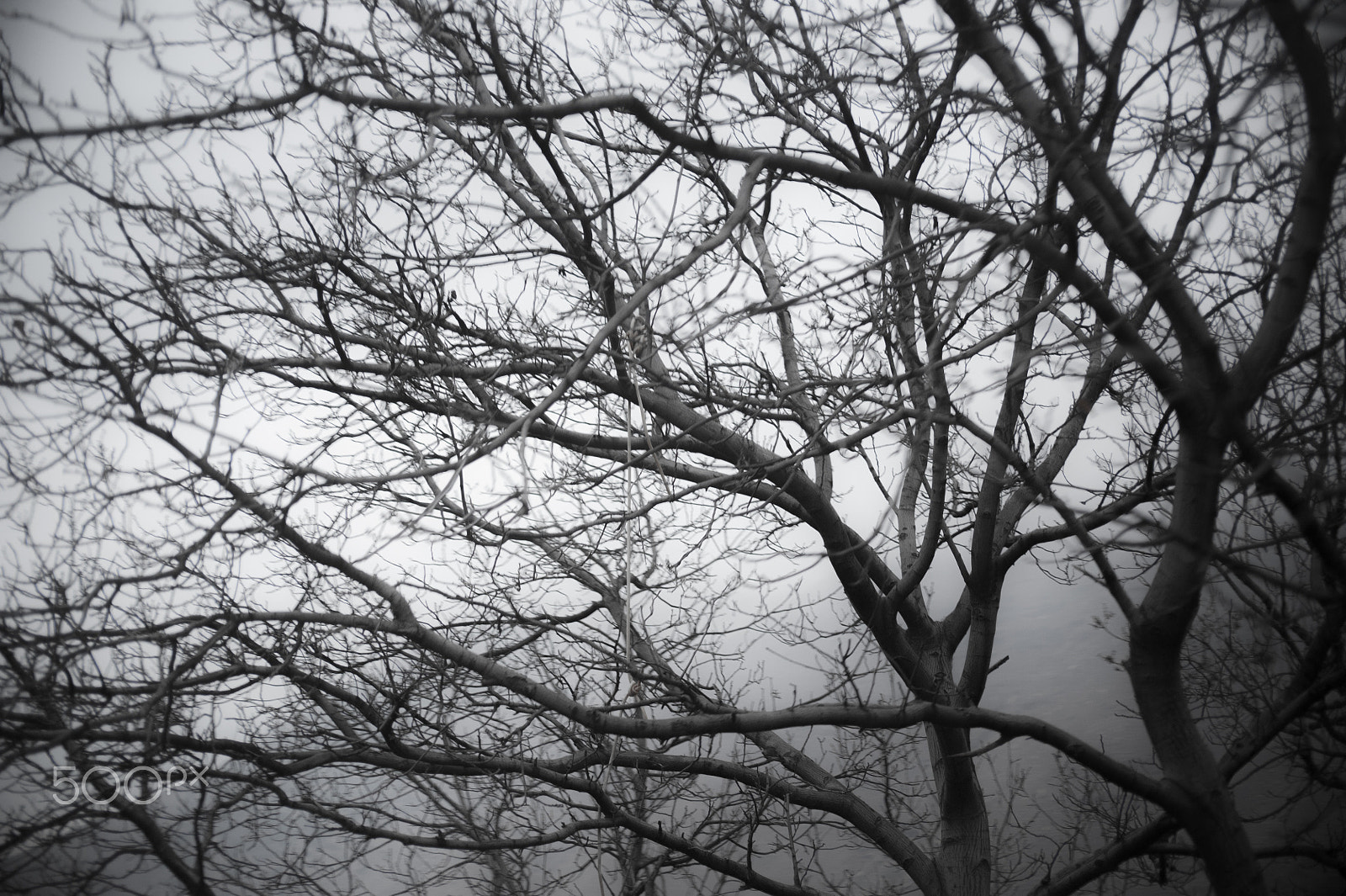 Nikon D700 + Sigma 55-200mm F4-5.6 DC HSM sample photo. Lost forest photography