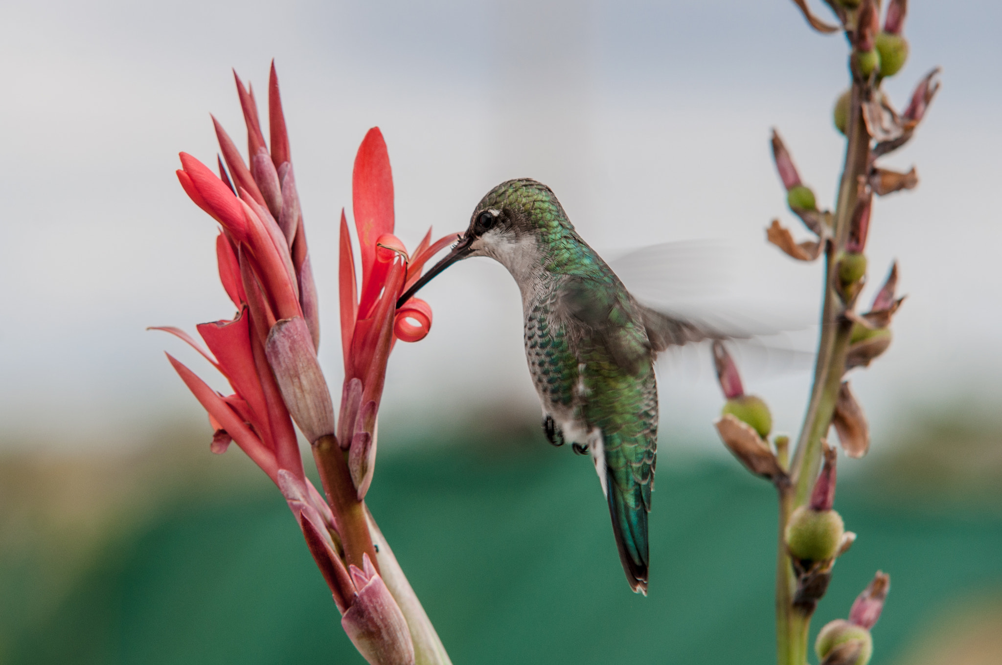 Nikon D90 + Sigma 50-150mm F2.8 EX APO DC HSM II sample photo. Humming bird / colibrí photography