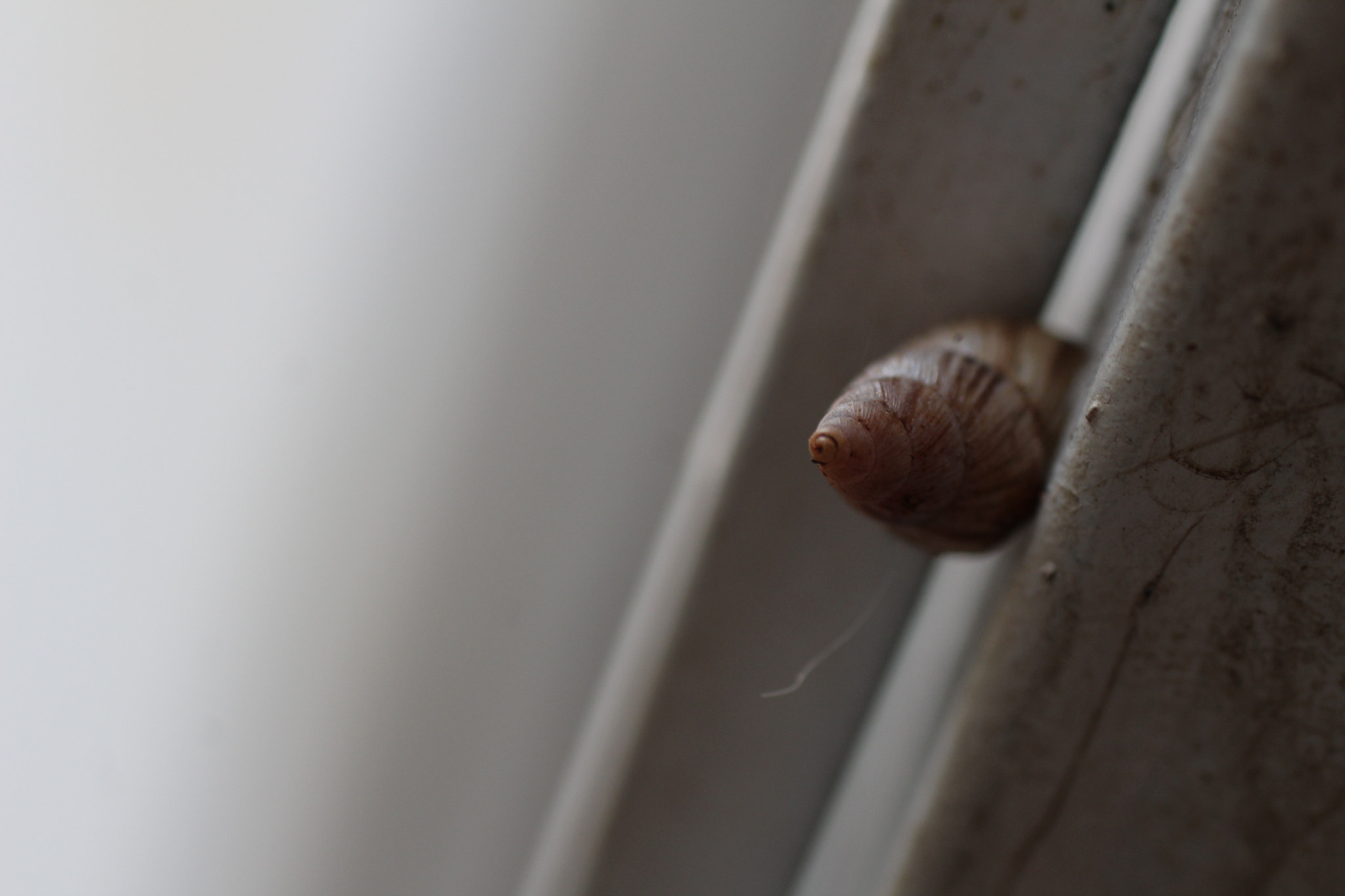 Canon EF 50mm F2.5 Macro sample photo. Escondido em um canto... photography
