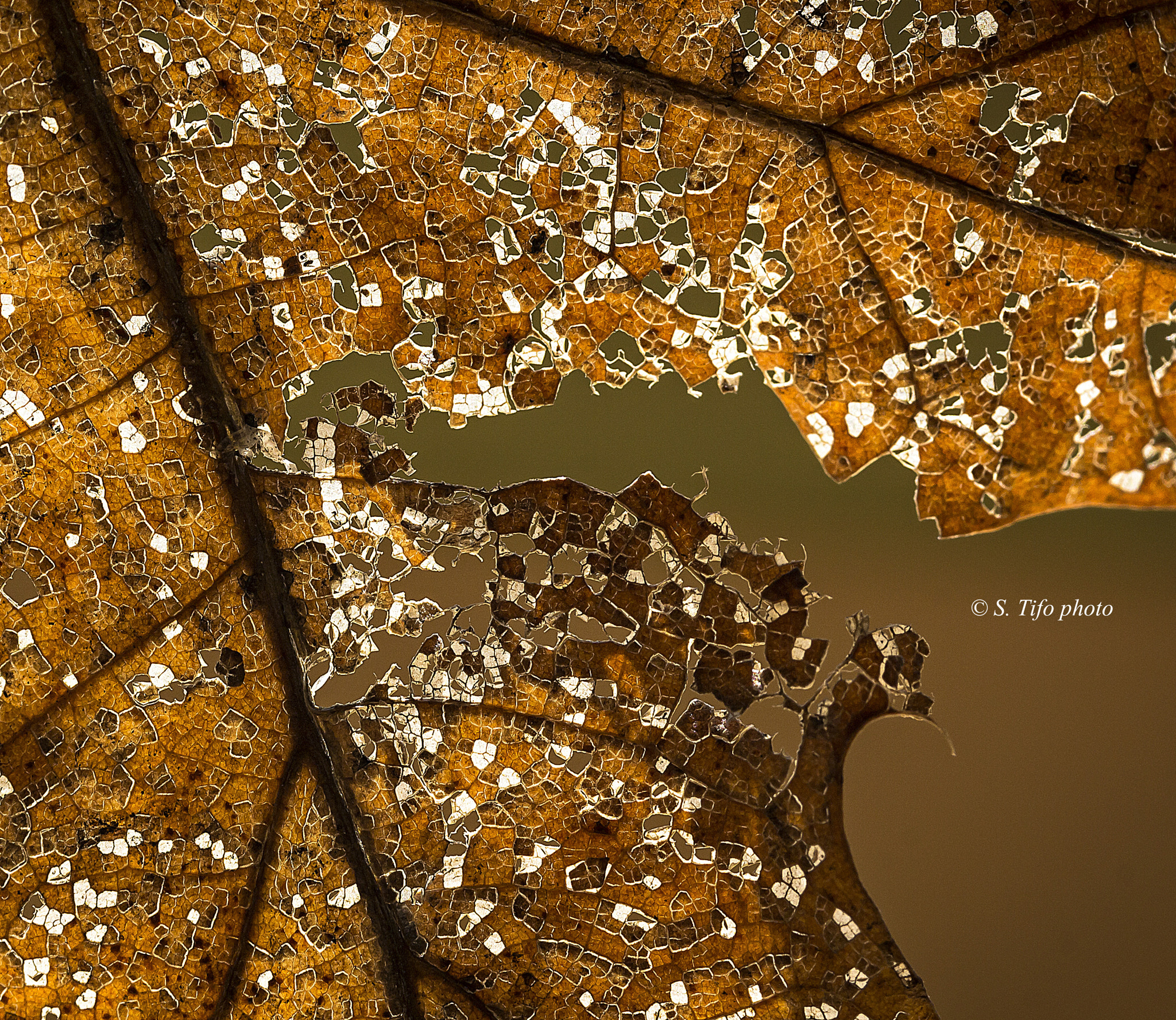 Canon EF-S 60mm F2.8 Macro USM sample photo. Mosaique ... photography