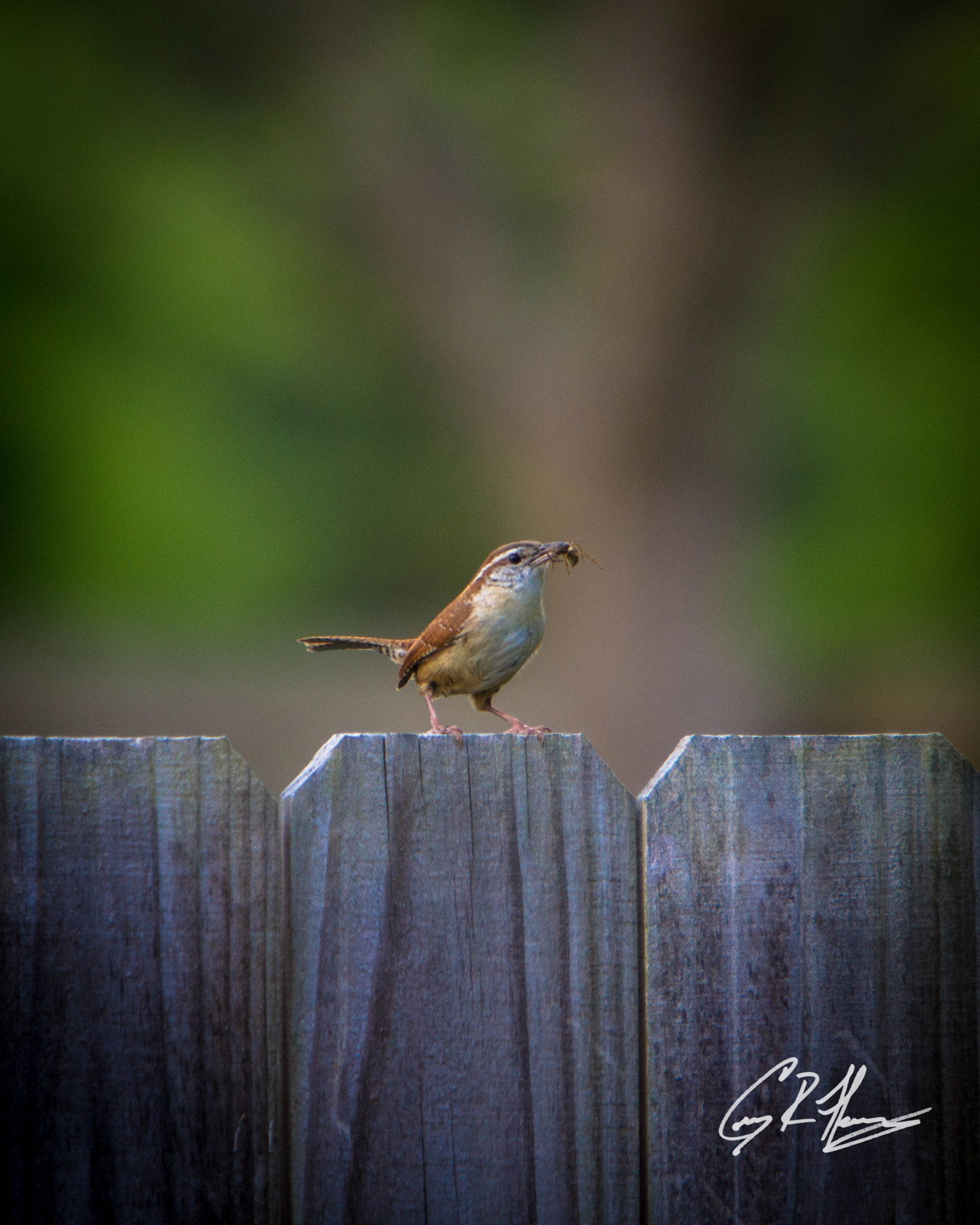 Canon EOS 7D + Canon EF 70-200mm F2.8L IS USM sample photo. Carolina wren photography