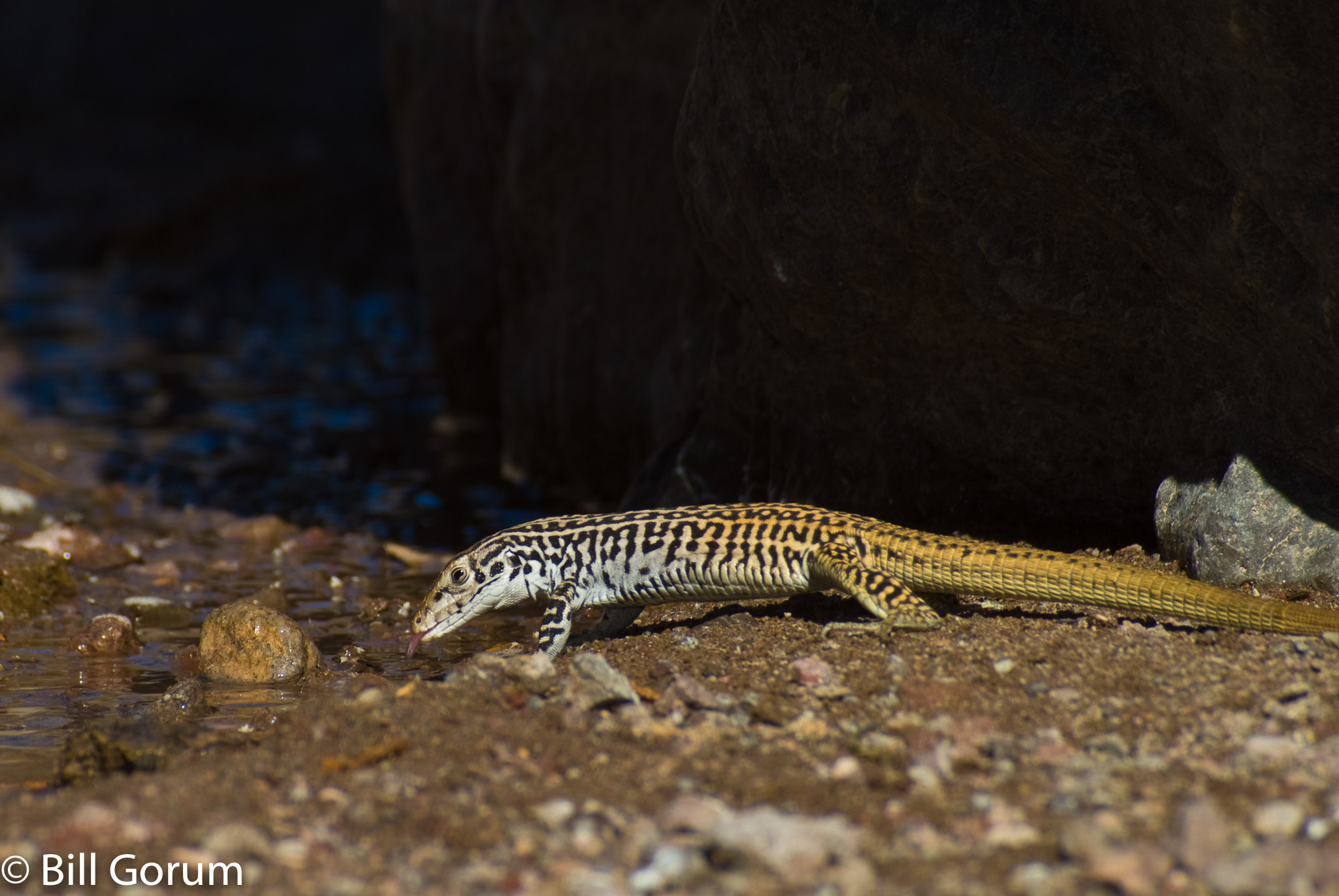 Nikon D200 + Sigma 70-210mm F4-5.6 UC-II sample photo. Common checkered whiptail drinking from a stream. photography