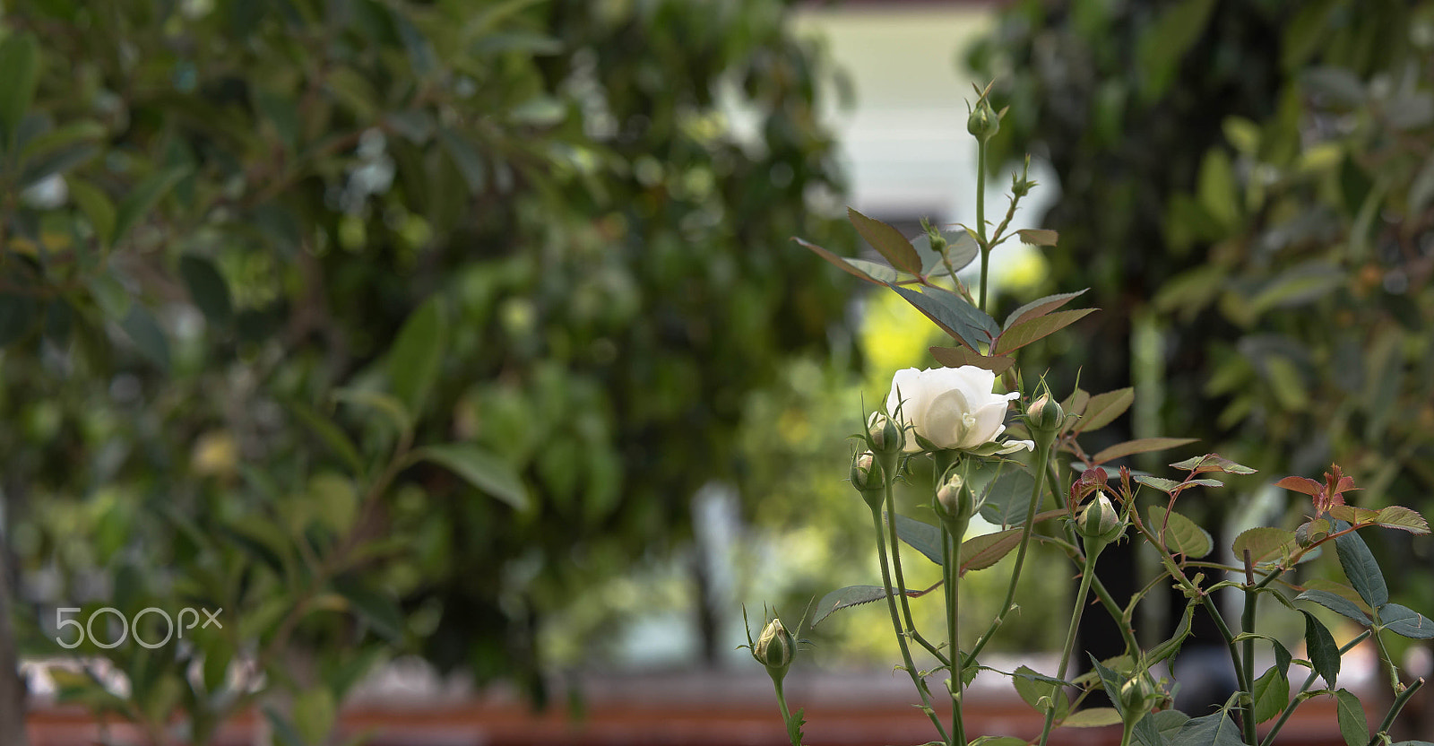 Sigma 70-200mm F2.8 EX DG OS HSM sample photo. Roof garden photography
