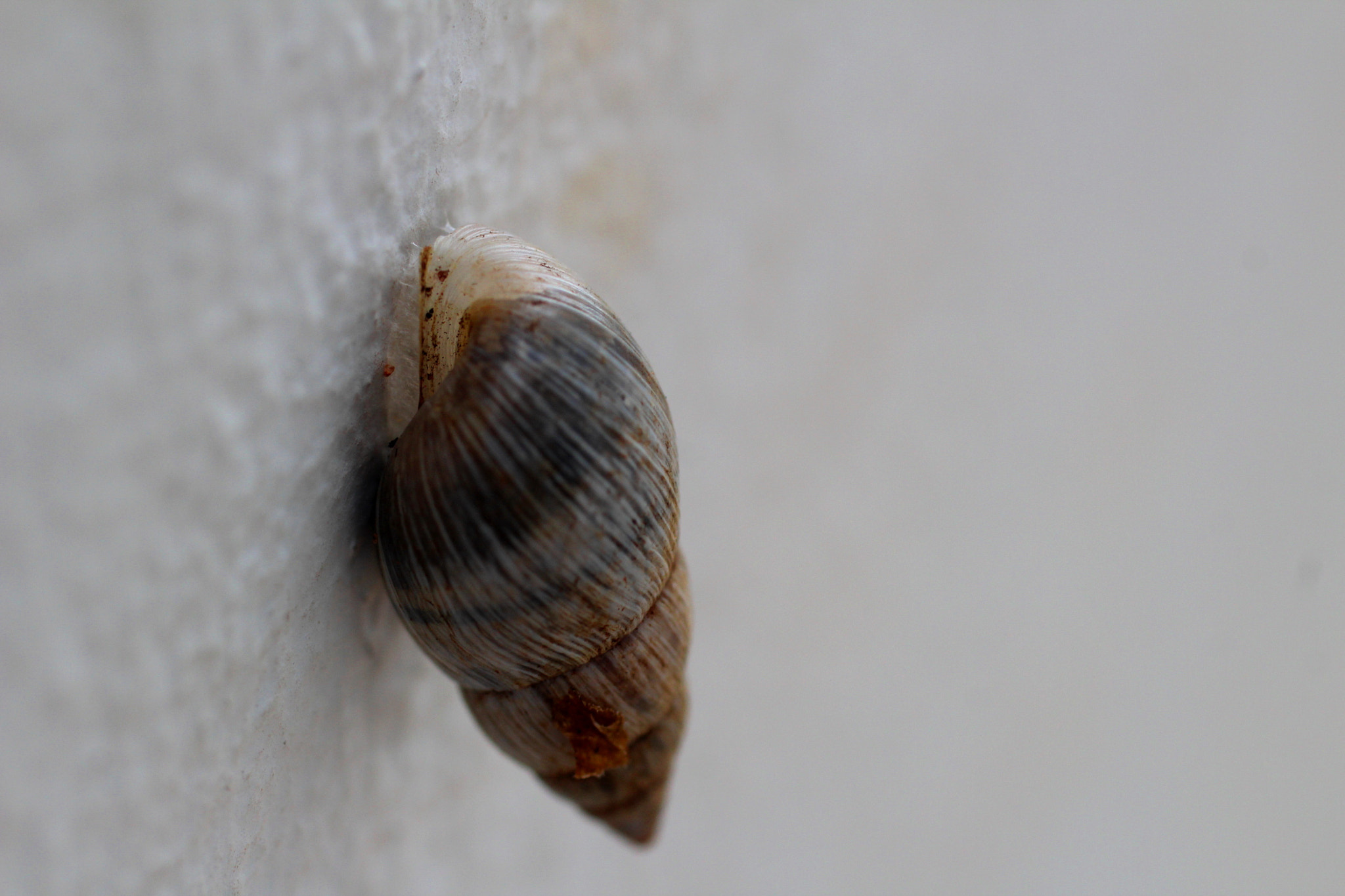 Canon EF 50mm F2.5 Macro sample photo. Casa na casa photography
