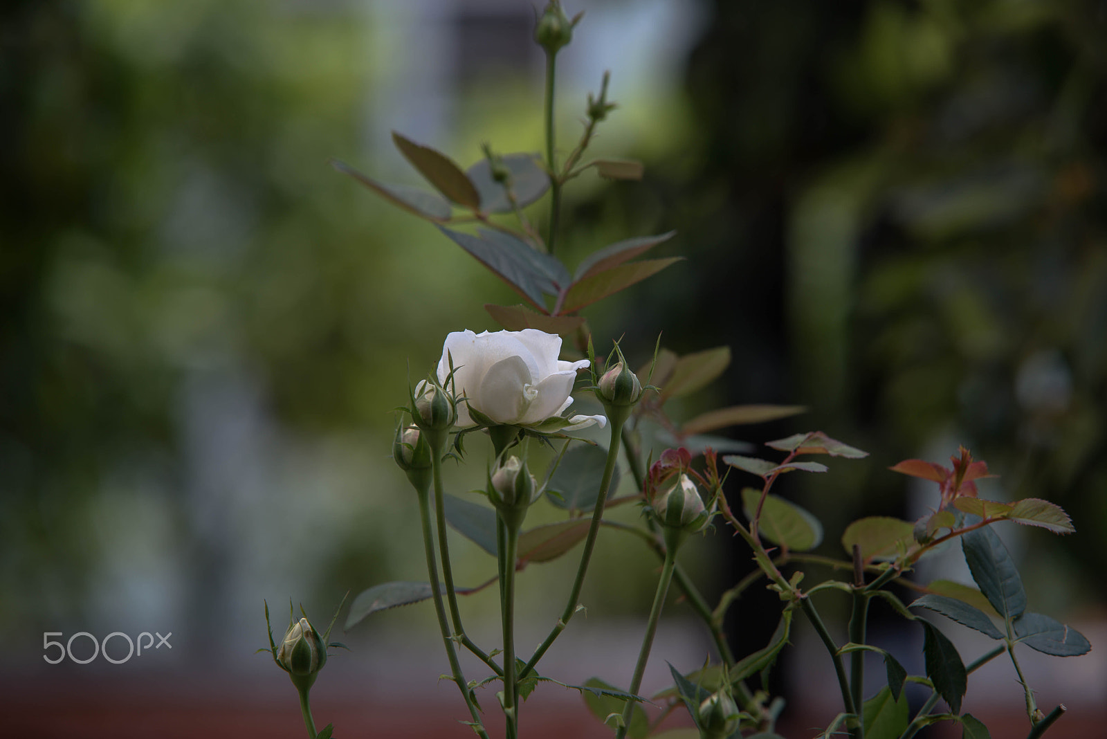 Sigma 70-200mm F2.8 EX DG OS HSM sample photo. Roses garden photography