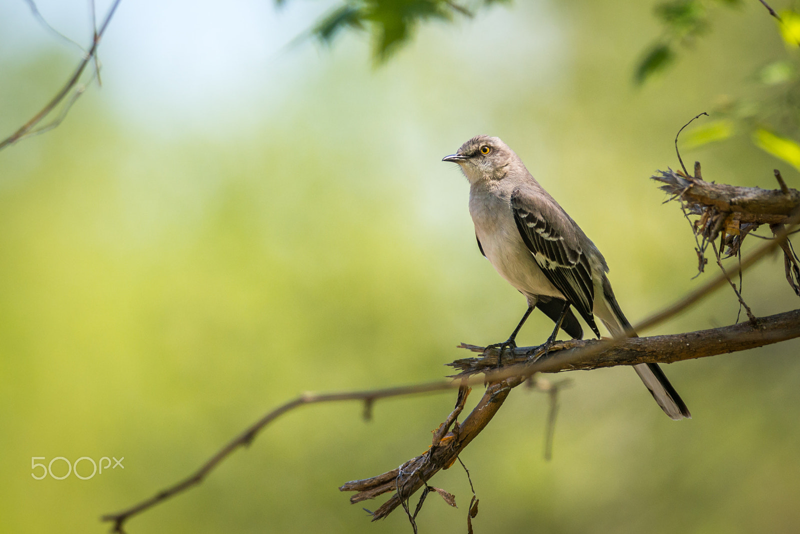 Nikon D800E + Nikon AF-S Nikkor 300mm F4D ED-IF sample photo. Mockingbird on green photography