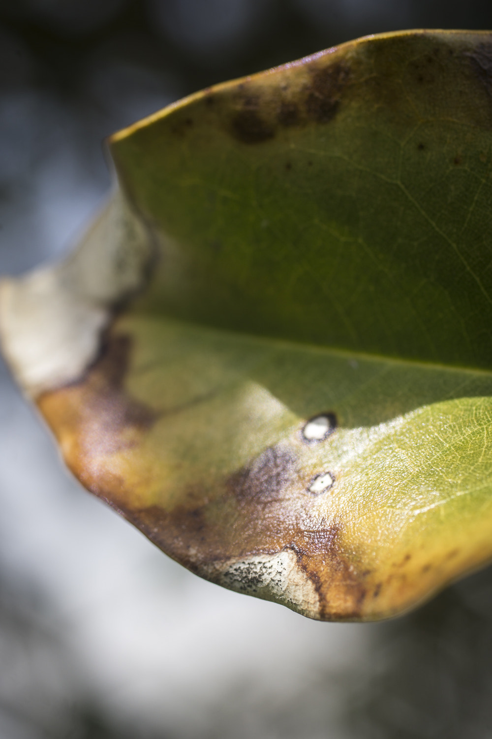 Sony a6000 + Canon EF 50mm F2.5 Macro sample photo. The daily percyscope 019 photography