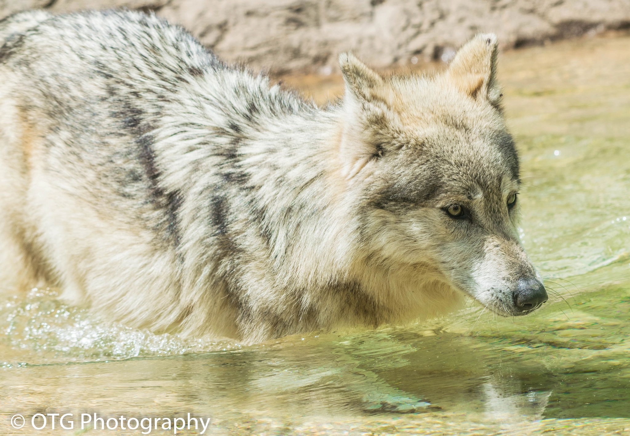 Nikon AF-S Nikkor 200-500mm F5.6E ED VR sample photo. Wadding wolf photography