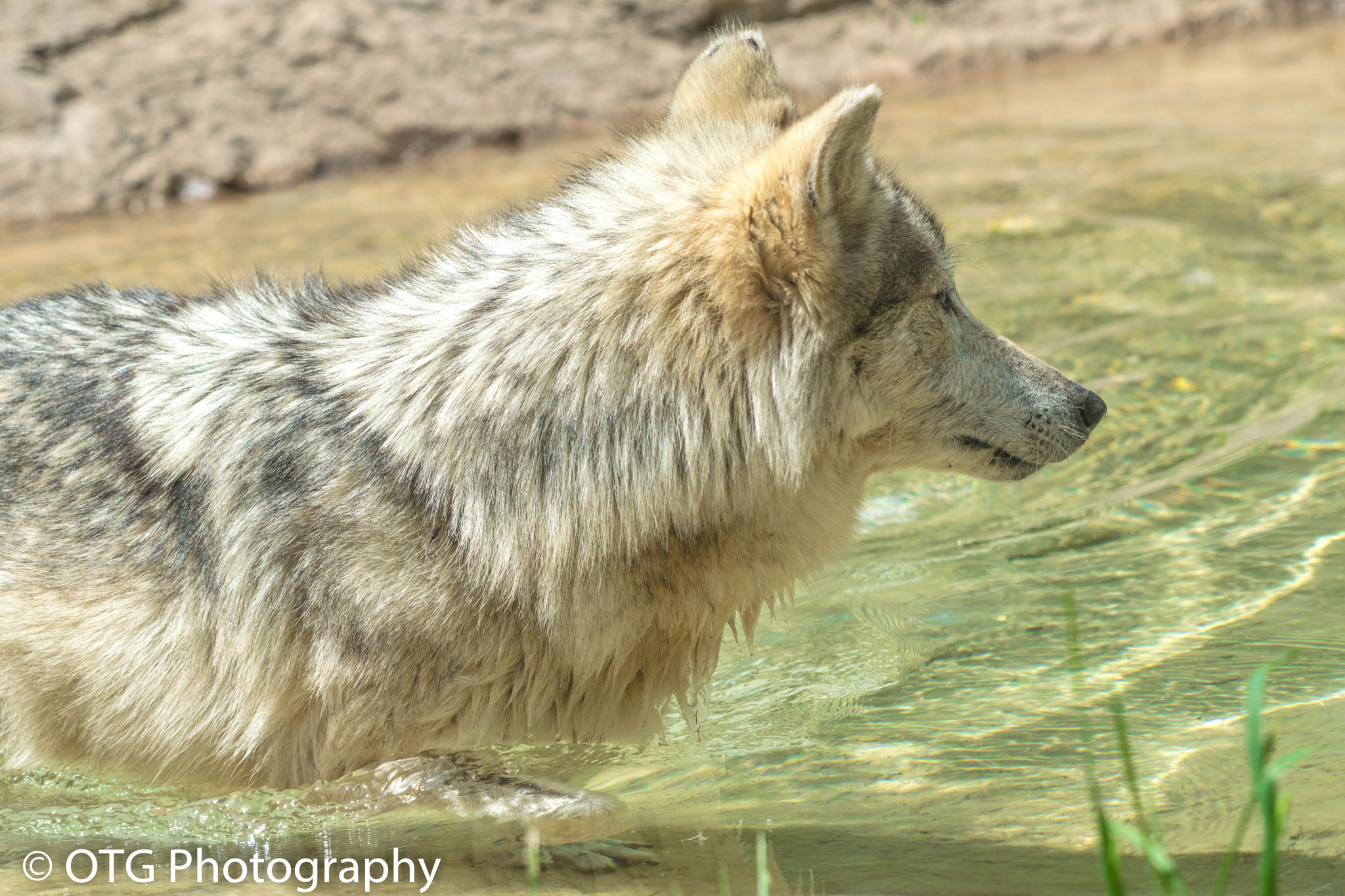 Nikon AF-S Nikkor 200-500mm F5.6E ED VR sample photo. Cooling off photography