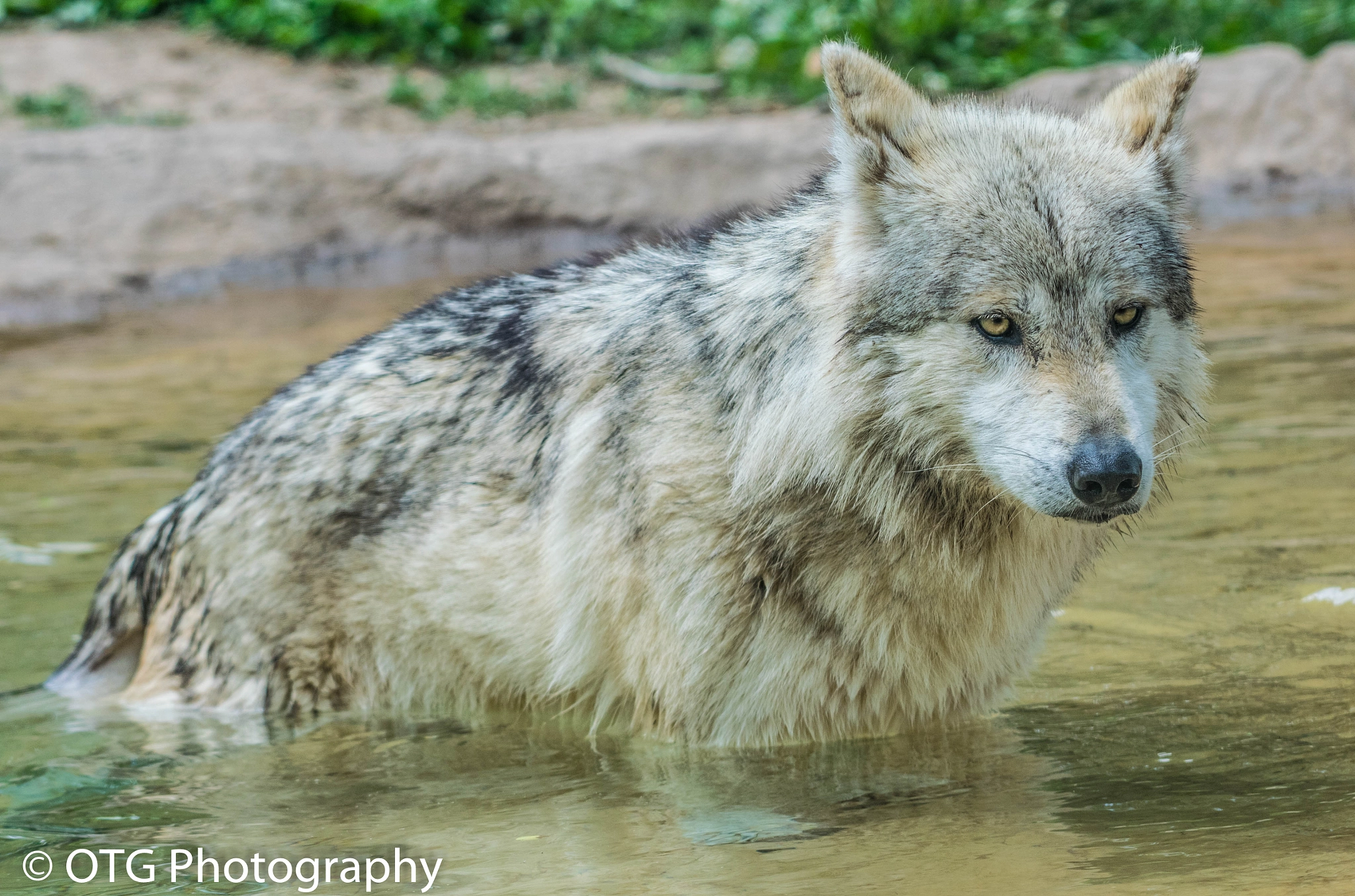 Nikon AF-S Nikkor 200-500mm F5.6E ED VR sample photo. Wolf bathtime photography