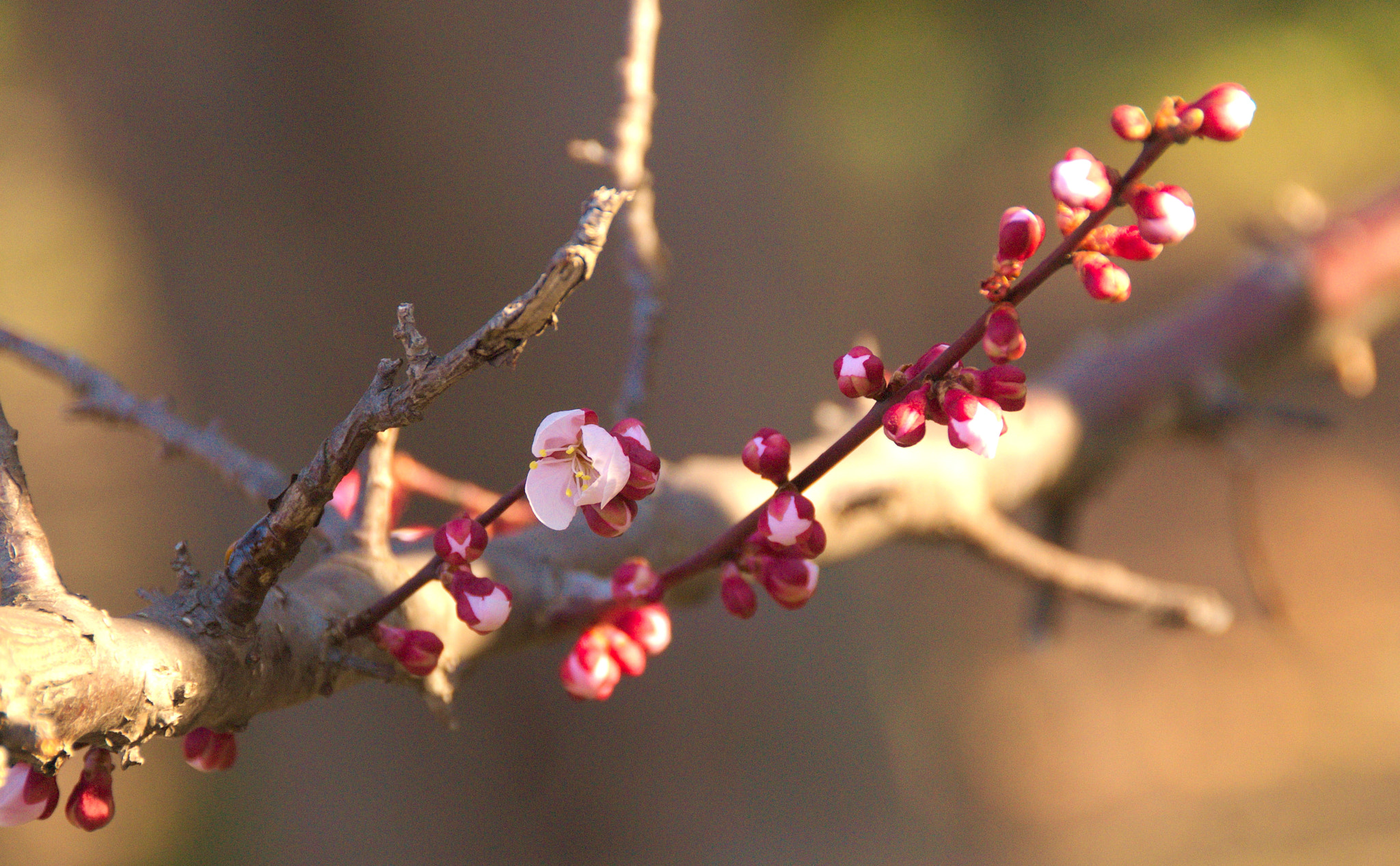 Nikon D200 sample photo. Just about to bloom:) photography